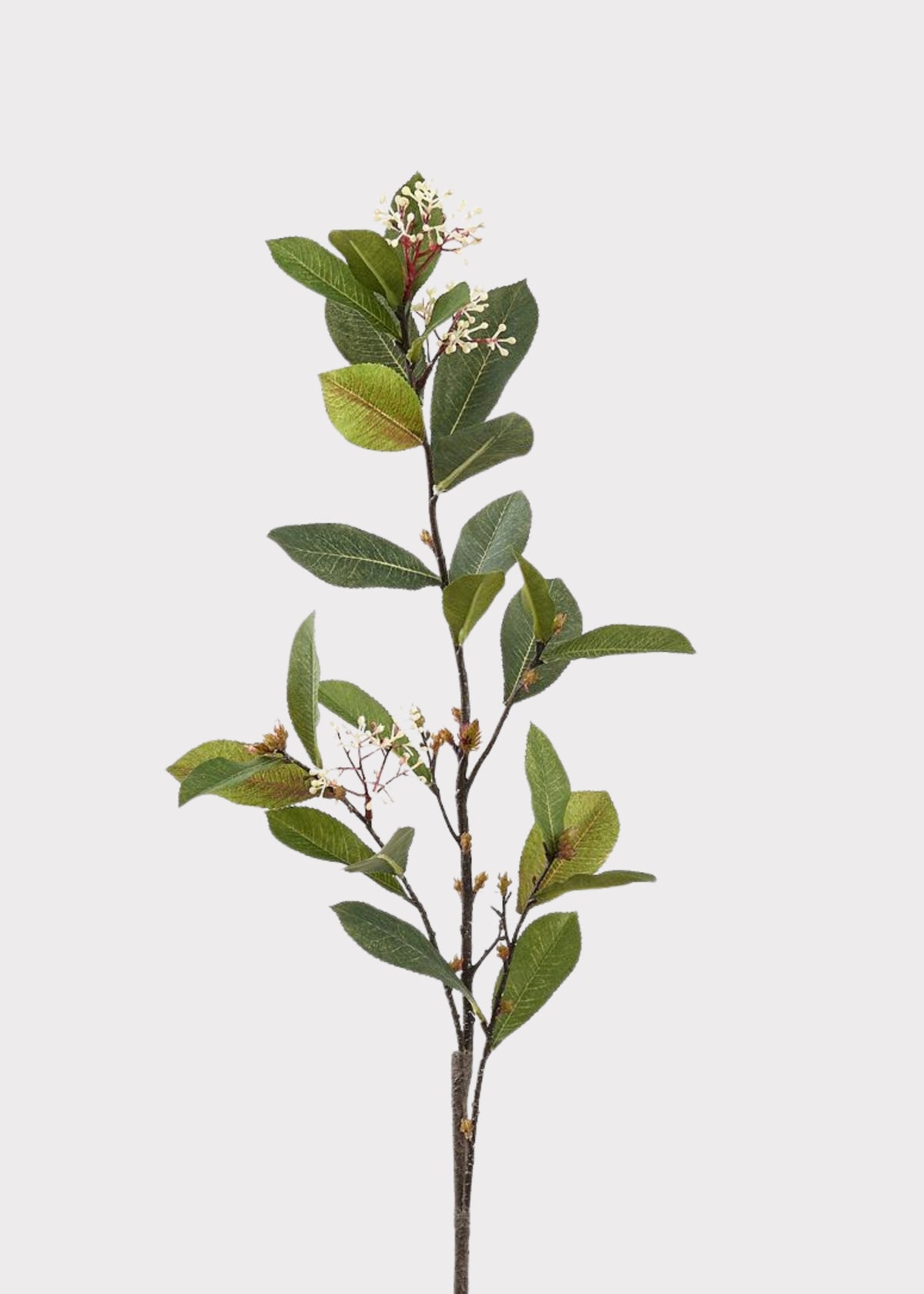 Artificial Photinia Leaf Branch with Cream Blossoms