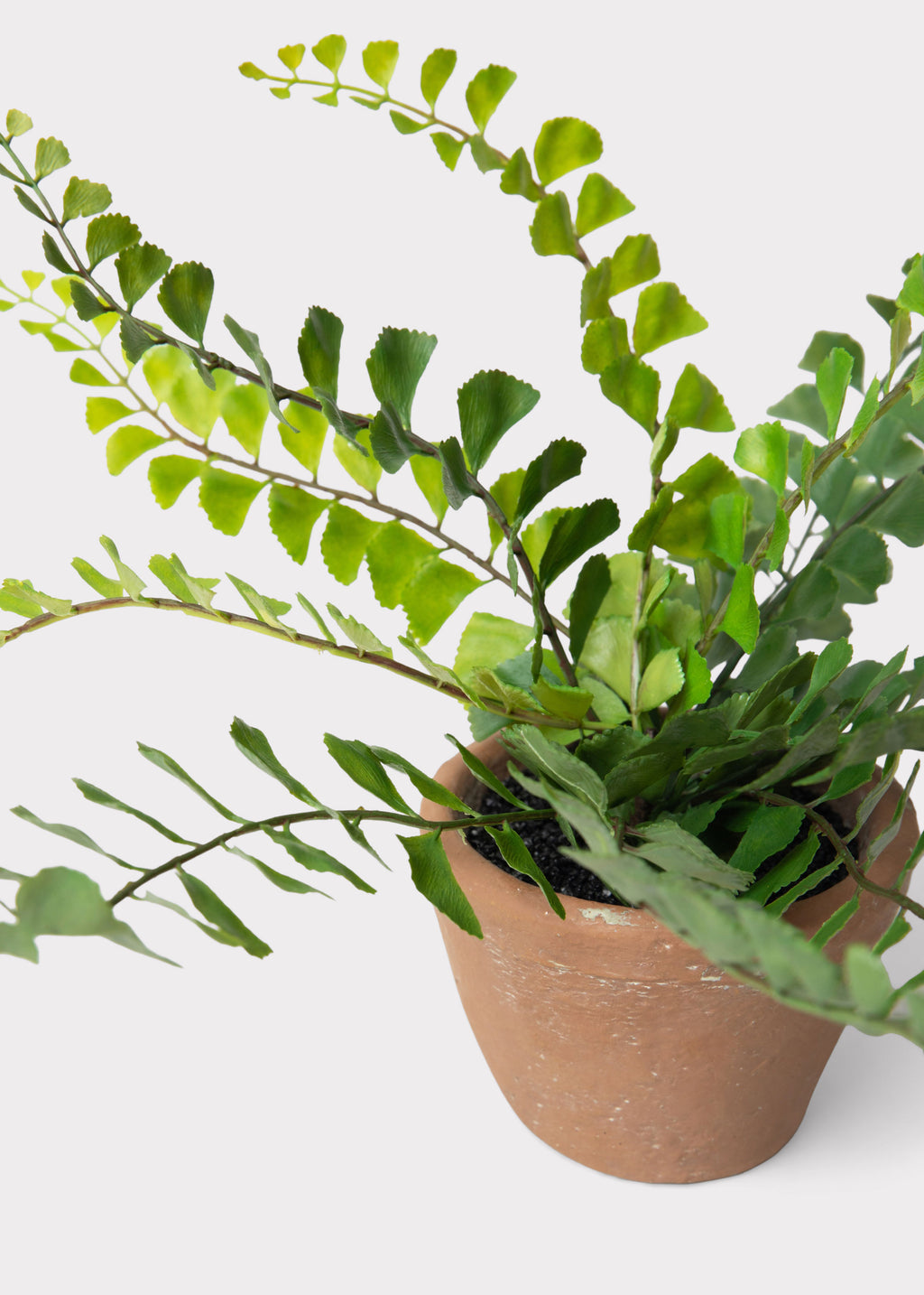 Terra Cotta Pot with Small Potted Button Fern Plant 