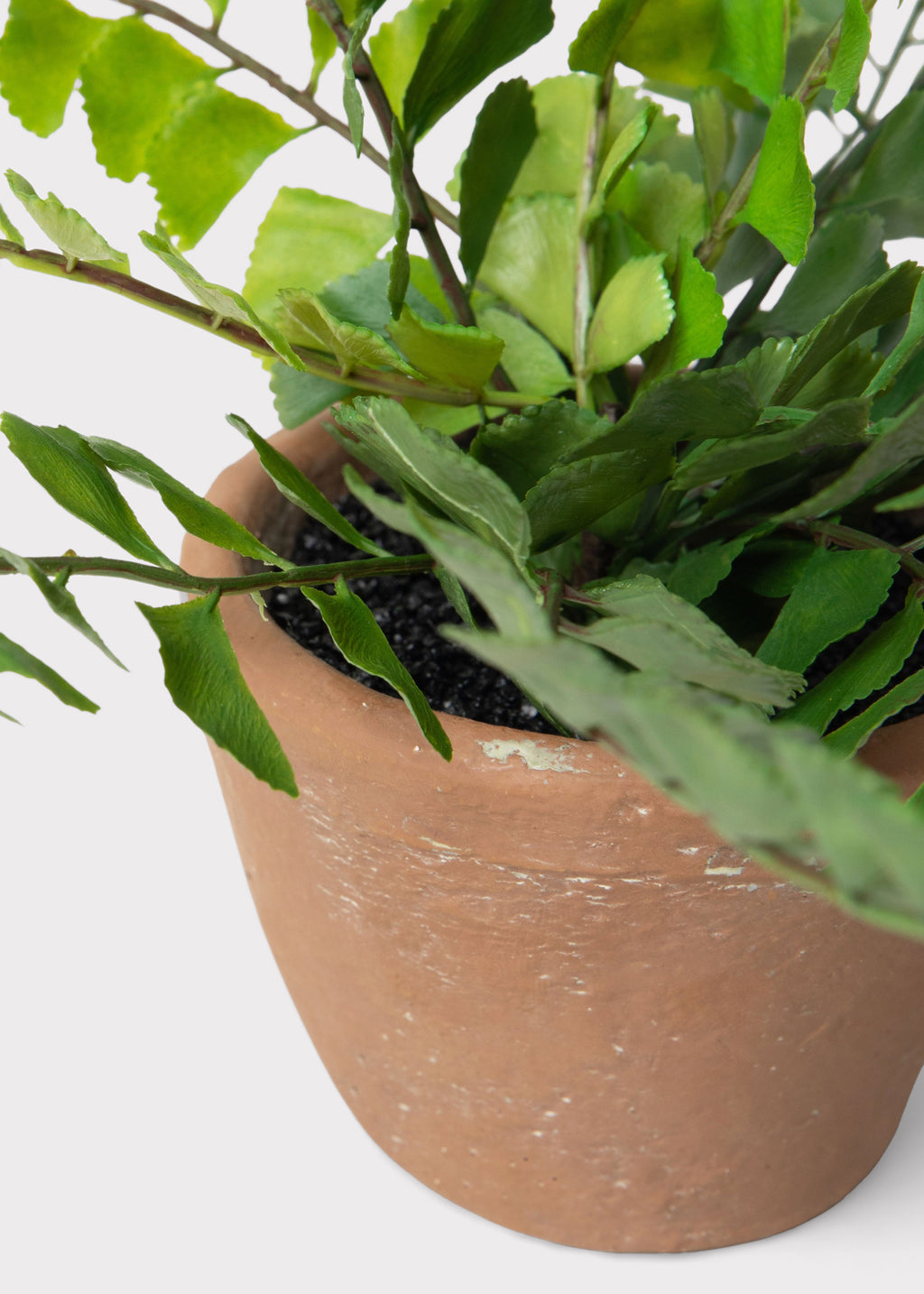 Close-up of artificial button leaf fern and fake dirt in terracotta pot