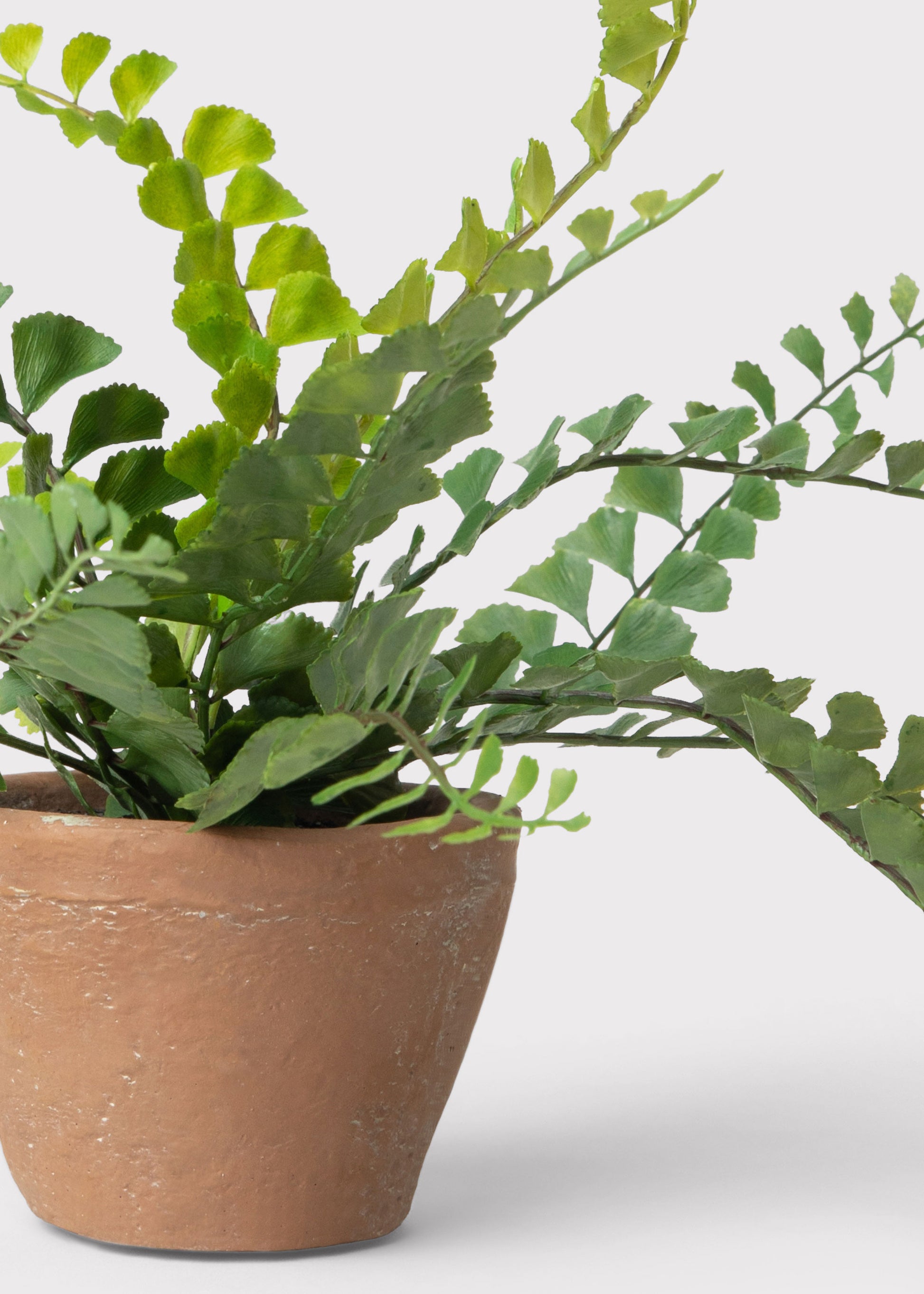 Artificial Button Fern Potted Plant