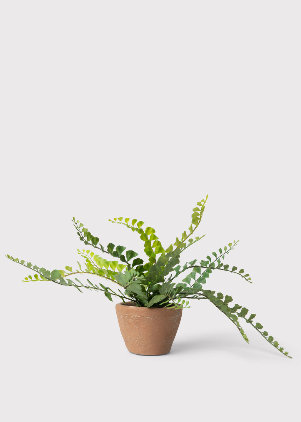 Small Potted Button Fern Plant in Terra Cotta Pot 