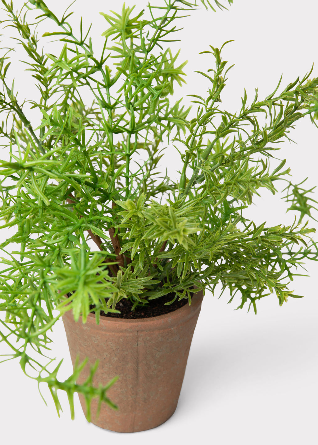 Potted rosemary plant with pot and artificial dirt