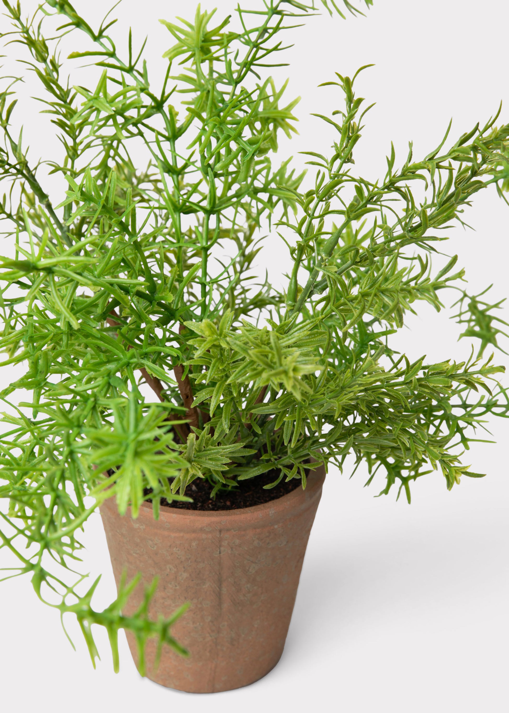 Potted rosemary plant with pot and artificial dirt