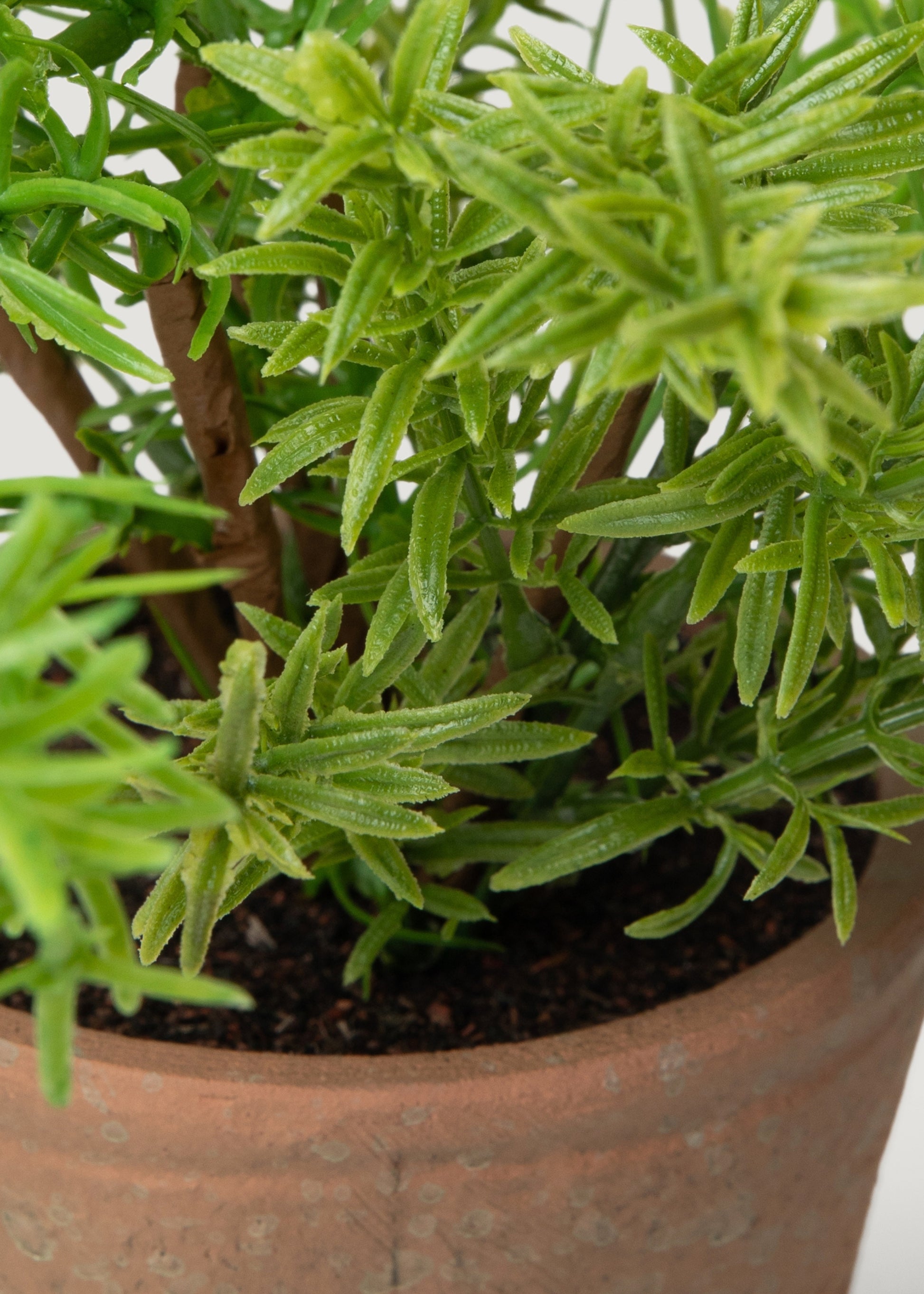 Close-up of an Artificial Potted Rosemary Herb Plant