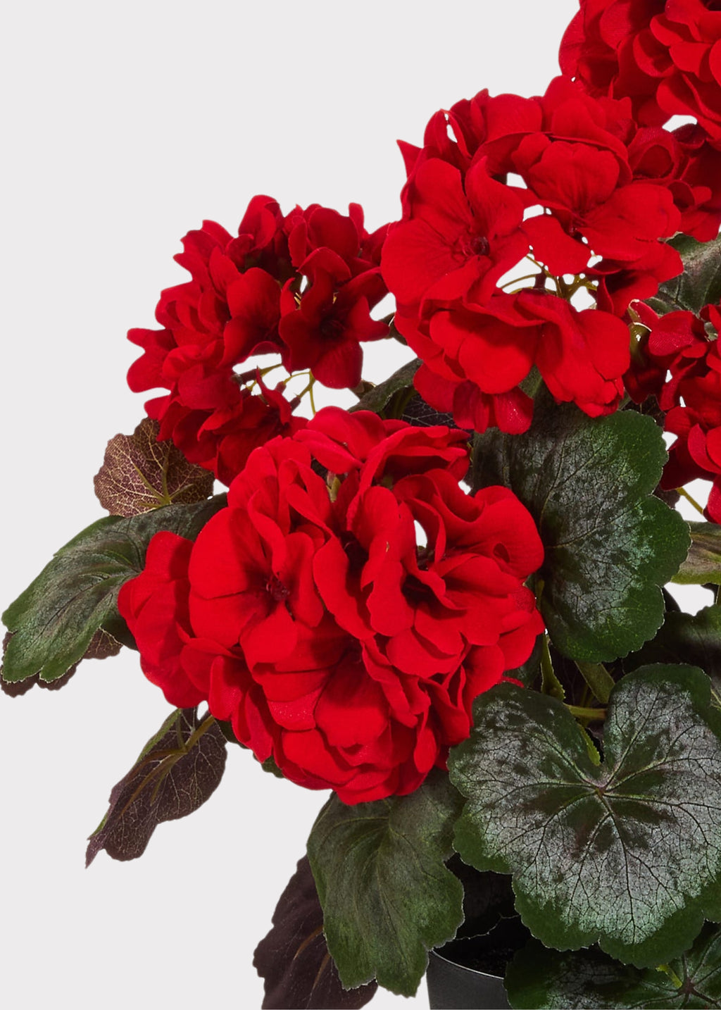 Close-up of potted faux geranium in red