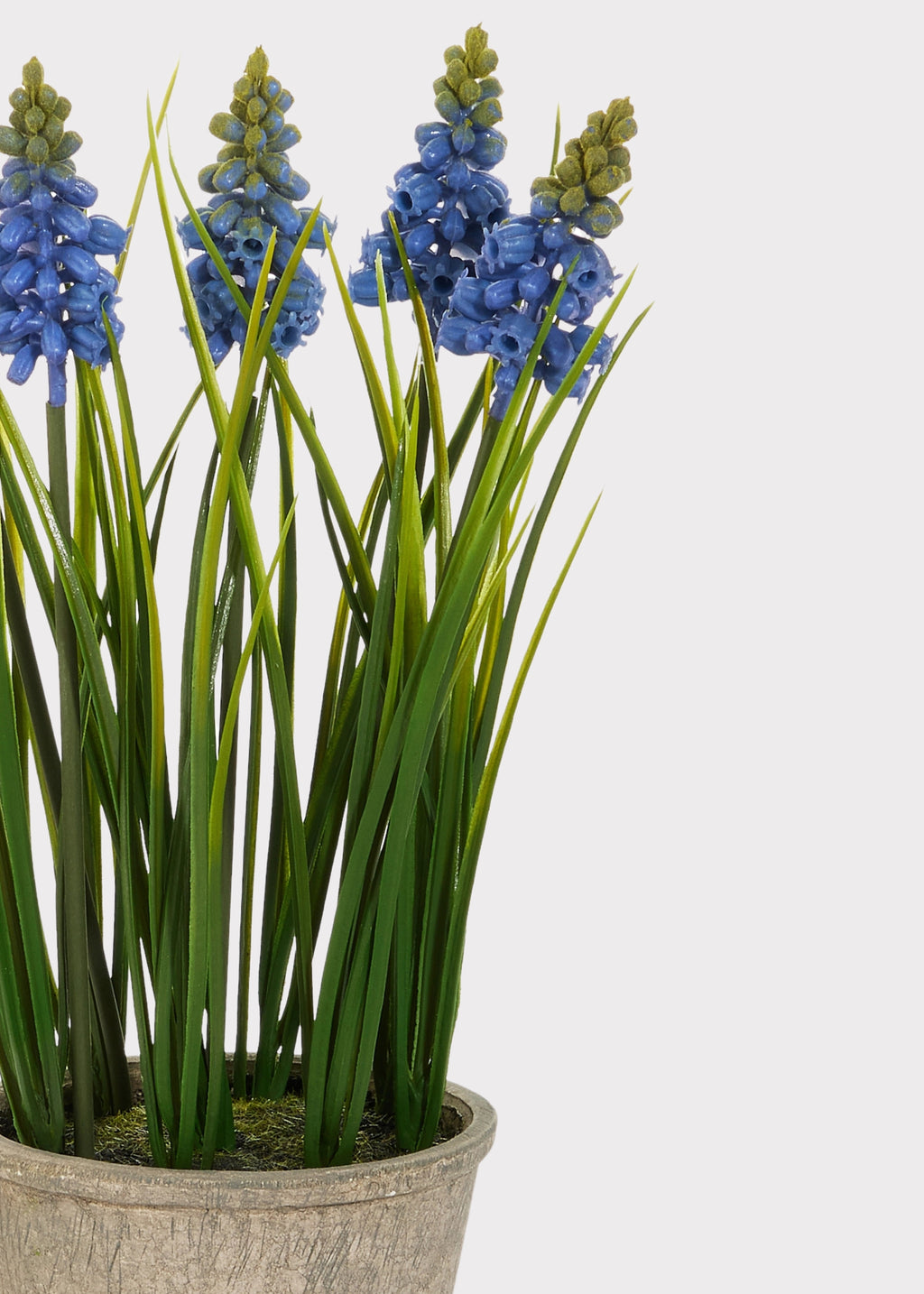 Close-up of a Potted Blue Blooming Grape Hyacinth Fake Flower