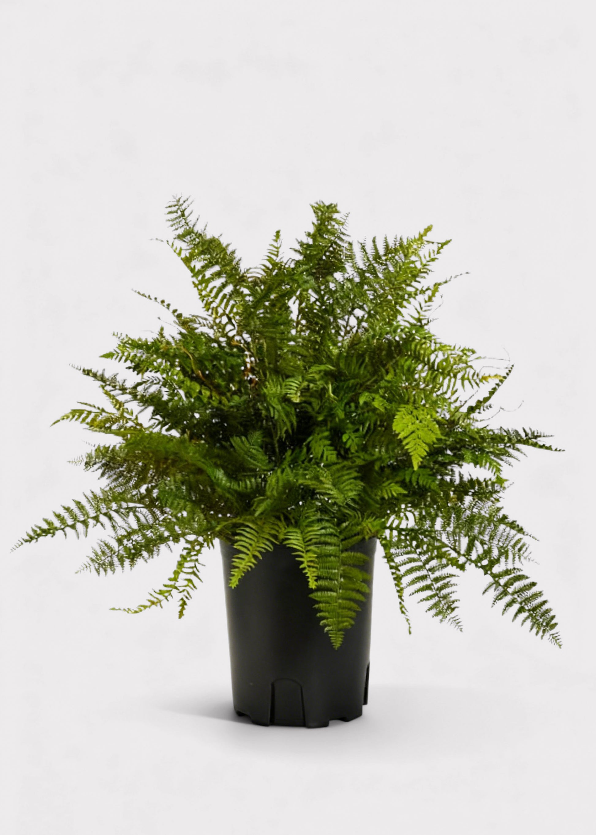 Green Artificial Potted Fern Plant in Pot