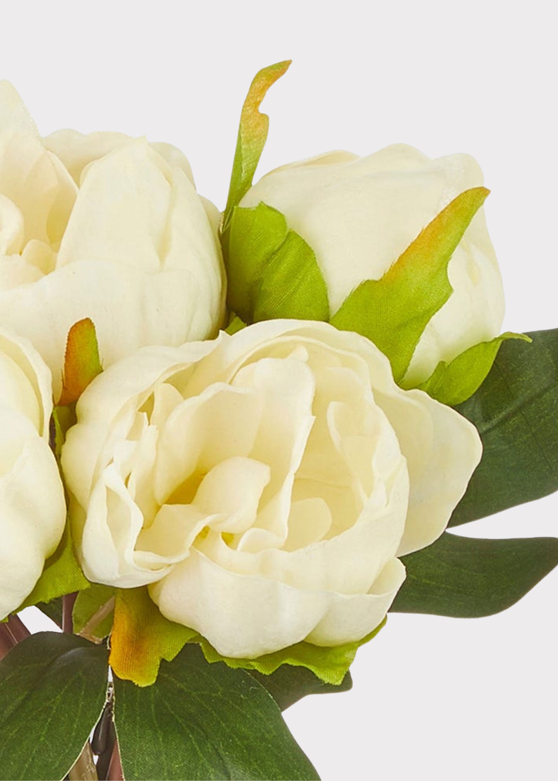 Close-up of real touch cream white peonies