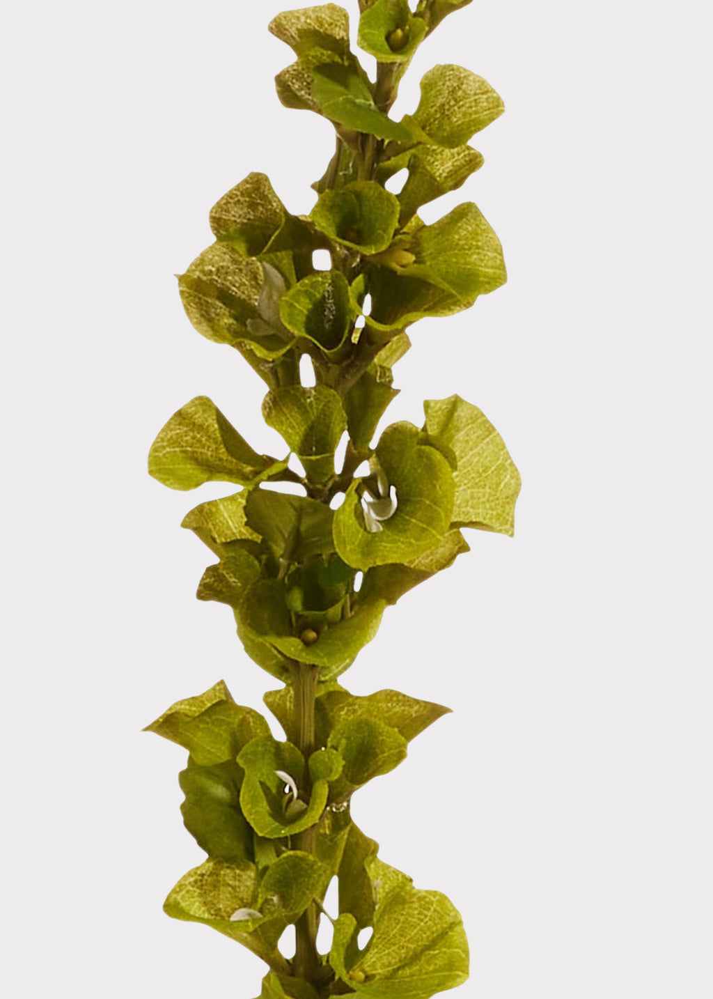 Close-up of Artificial Bells of Ireland Flower Stem
