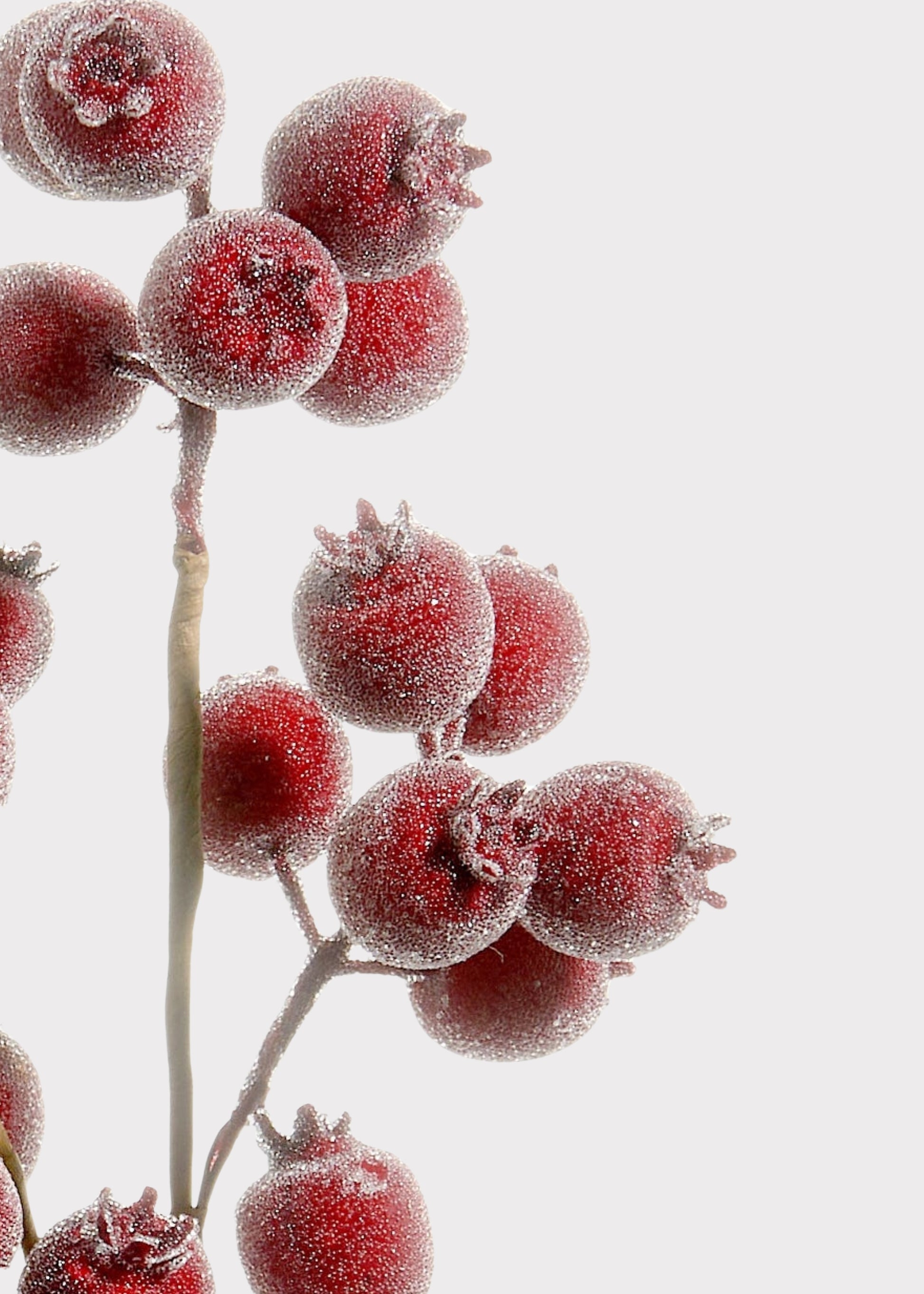 Close-up of Iced Burgundy Berry Branch