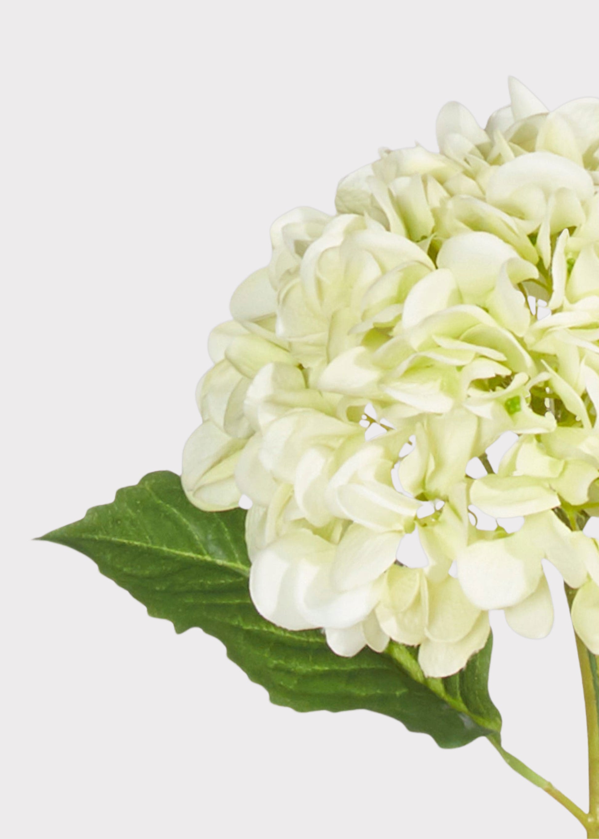 Close-up of artificial Hydrangea in Light Green