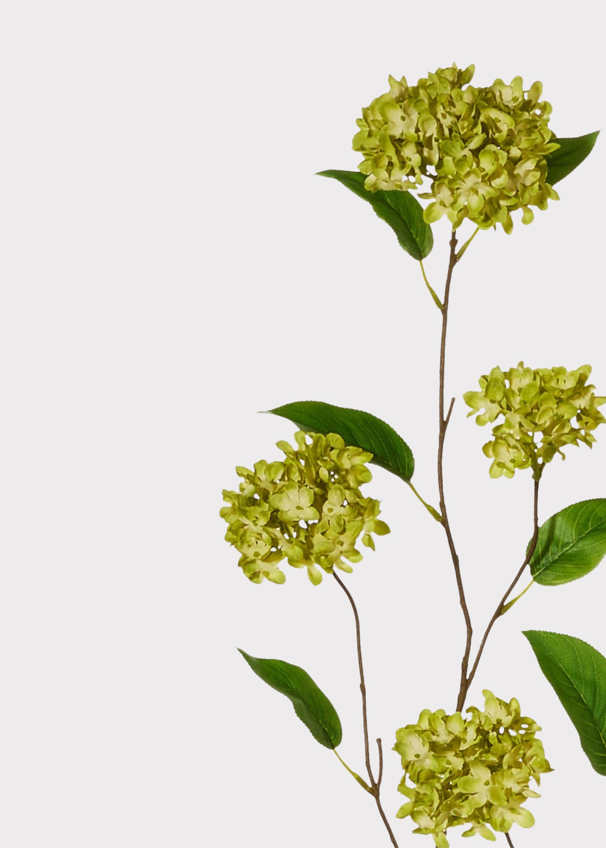 Close-up of green fake snowball flower blooms