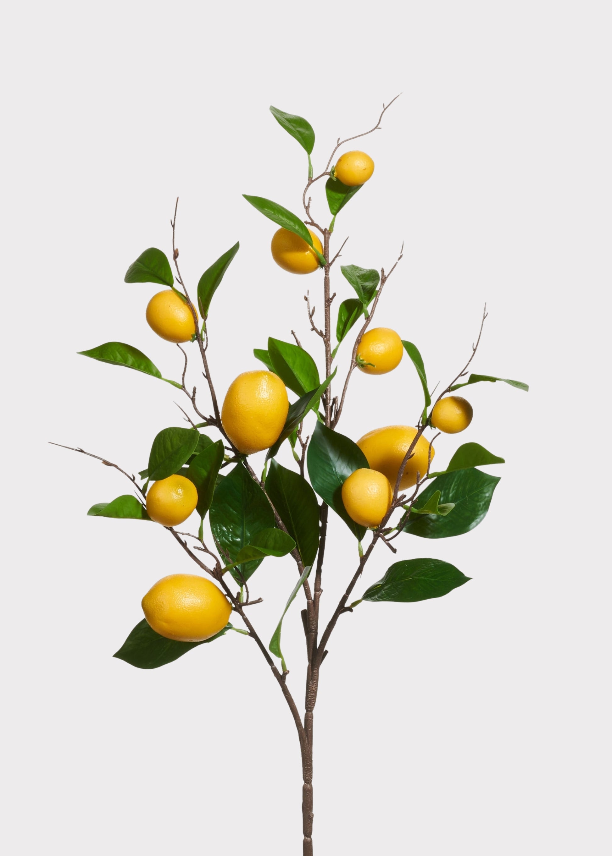 Fake Lemon Fruit Branch