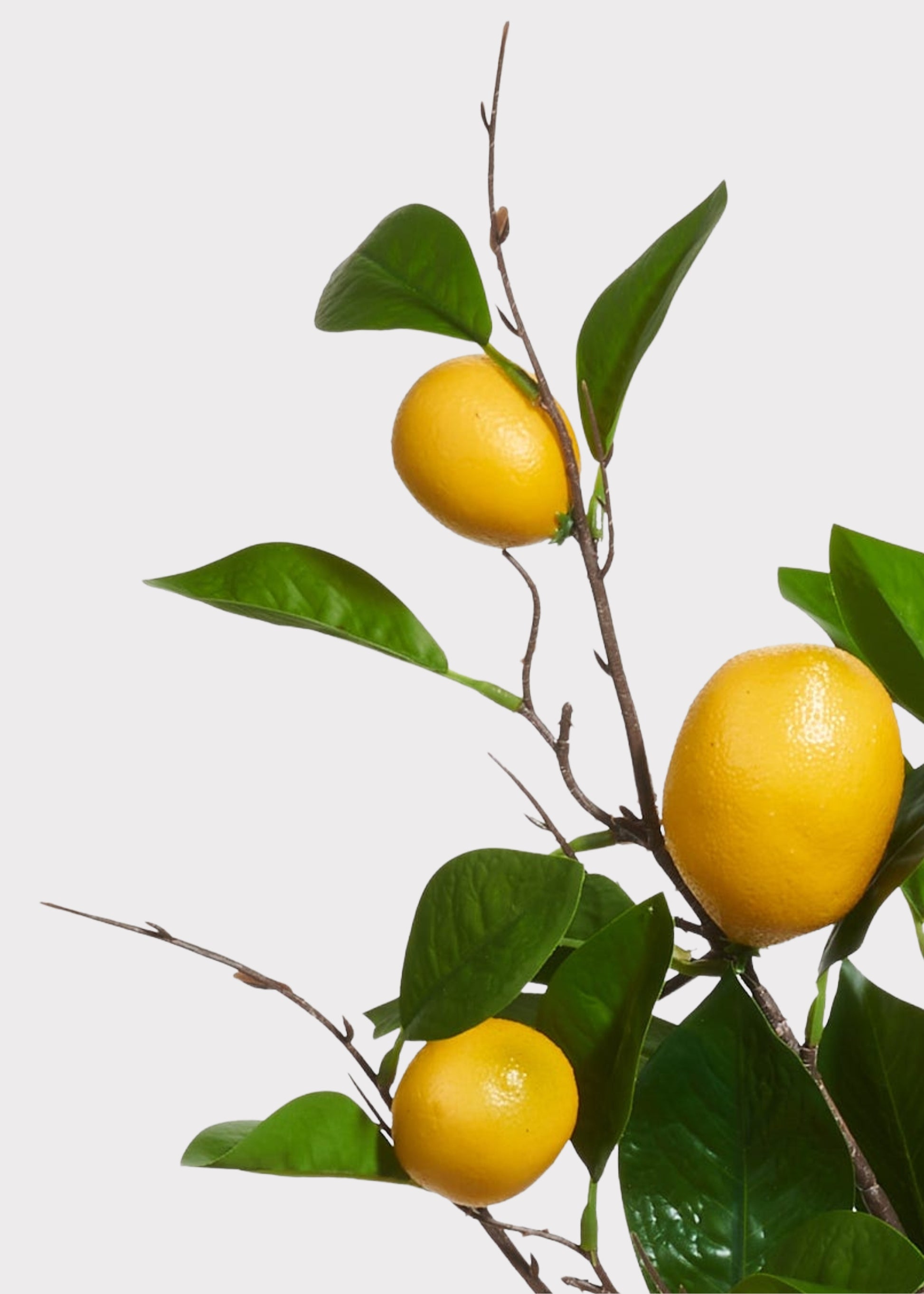Close-up of Fake Lemon Branch