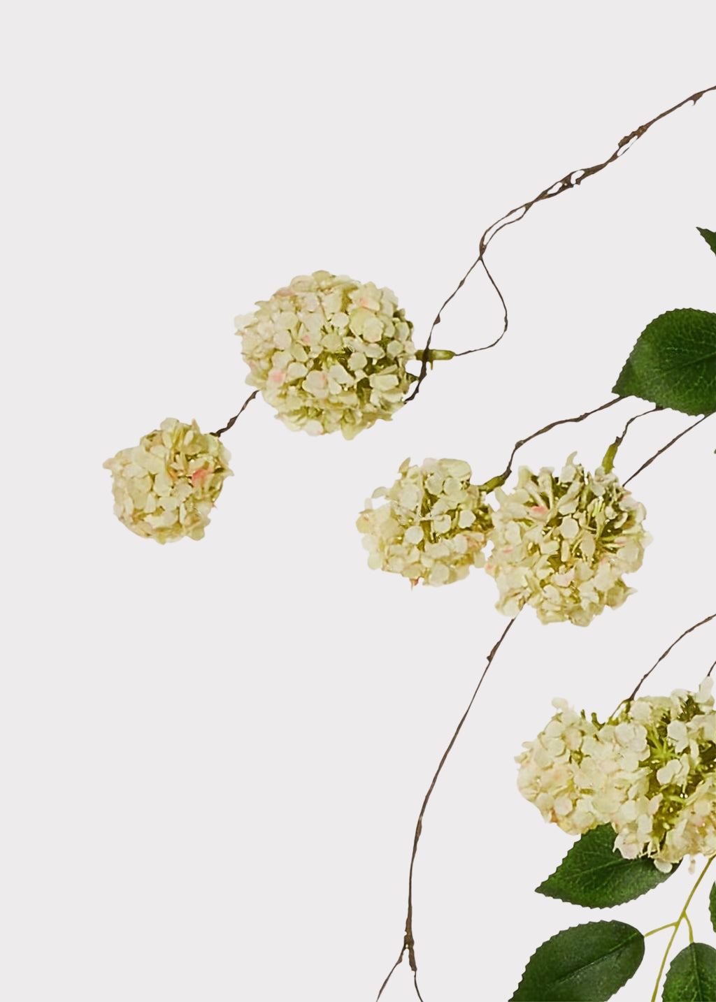 Close-up of mini green hydrangea hanging branch
