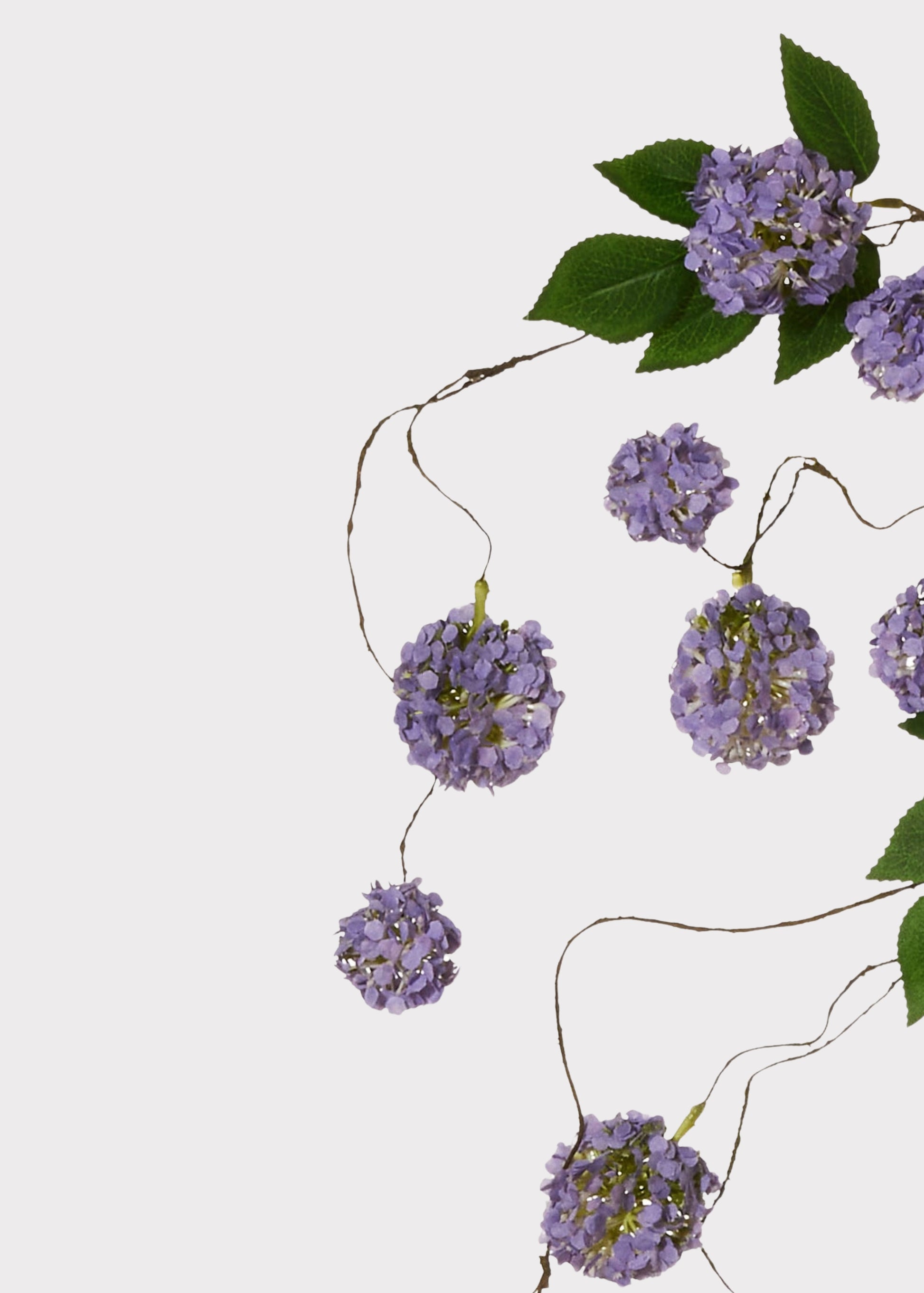 close-up of mini purple hanging hydrangea blooms