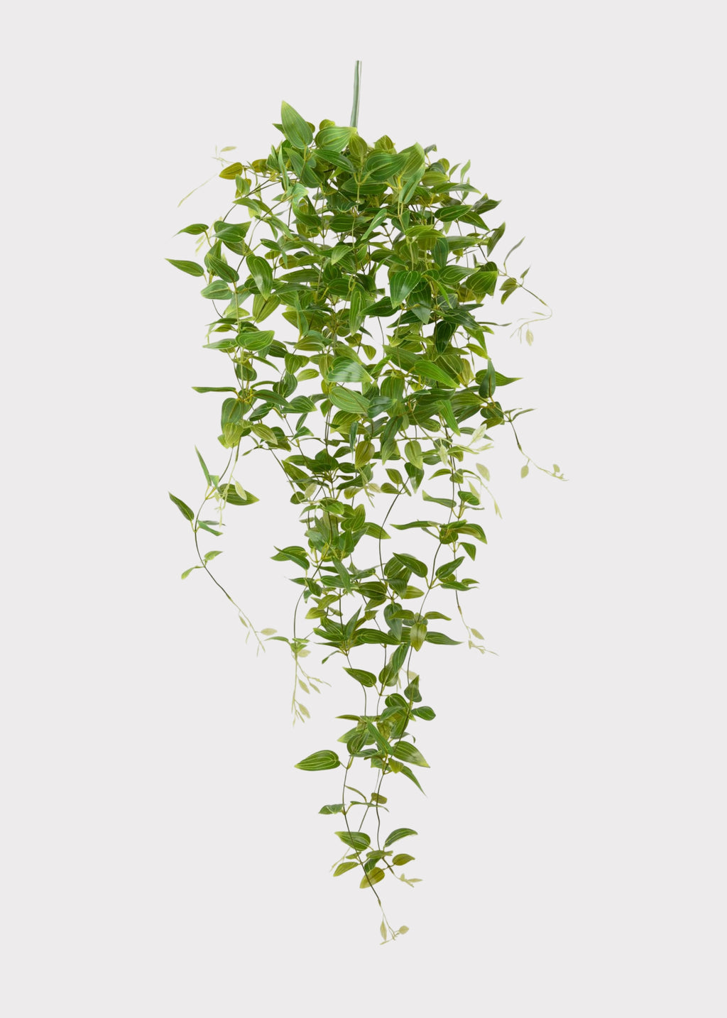 Hanging Tradescantia Houseplant in Green at Afloral