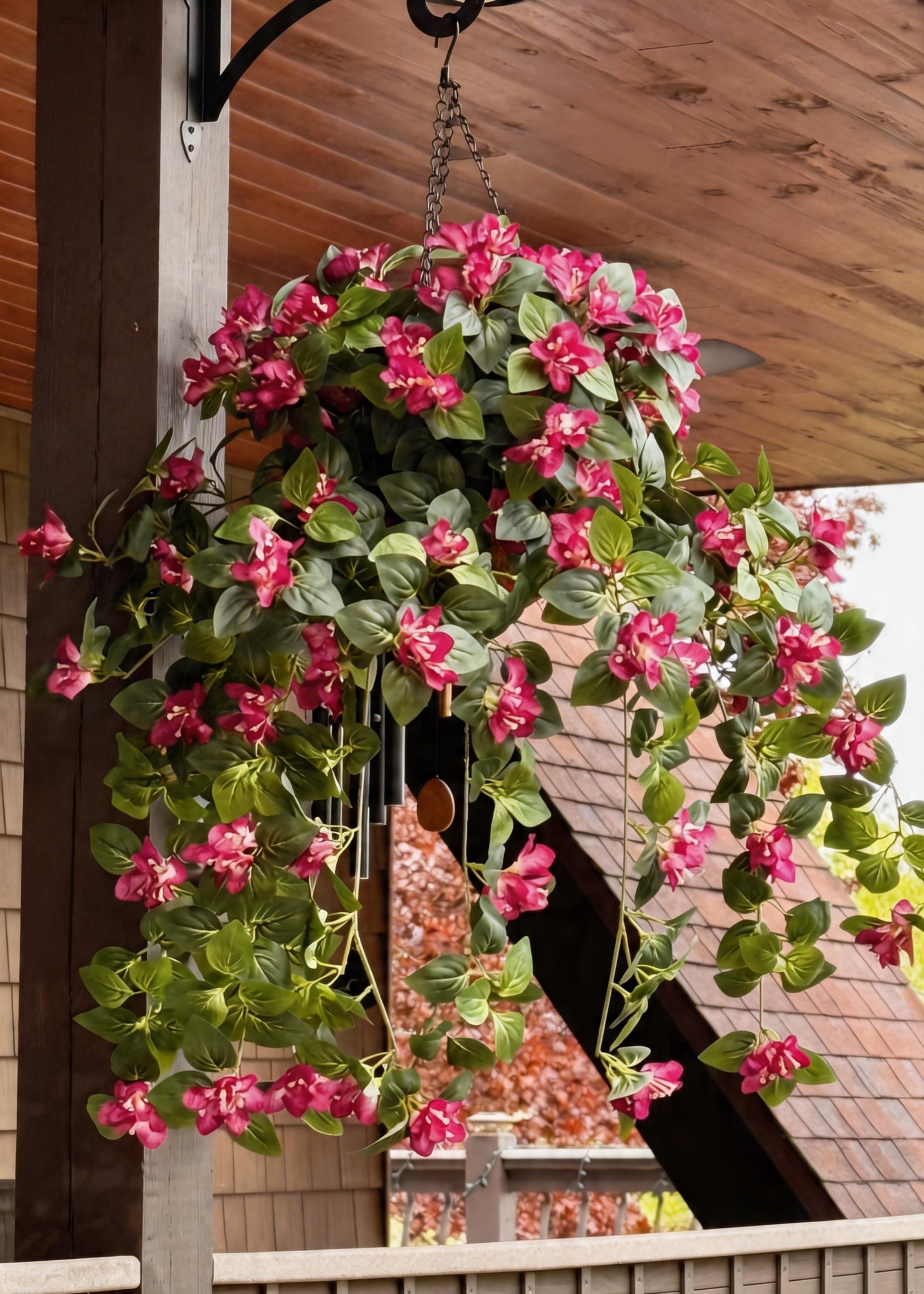 Hanging Bougainvillea Plant