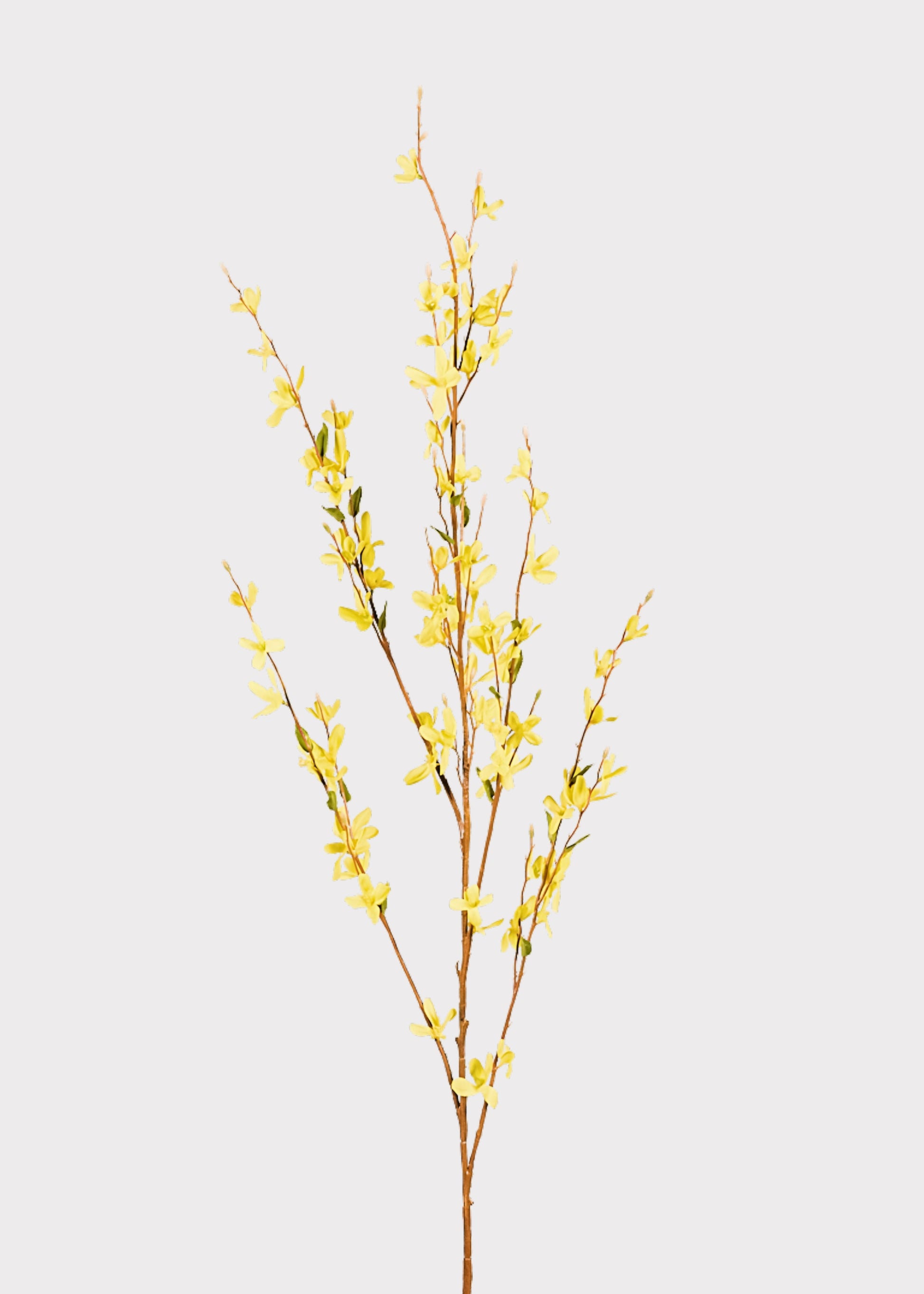 Yellow flowering branch 