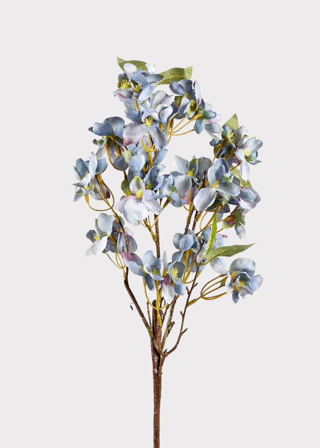 Dried Look Apple Blossom Bloom