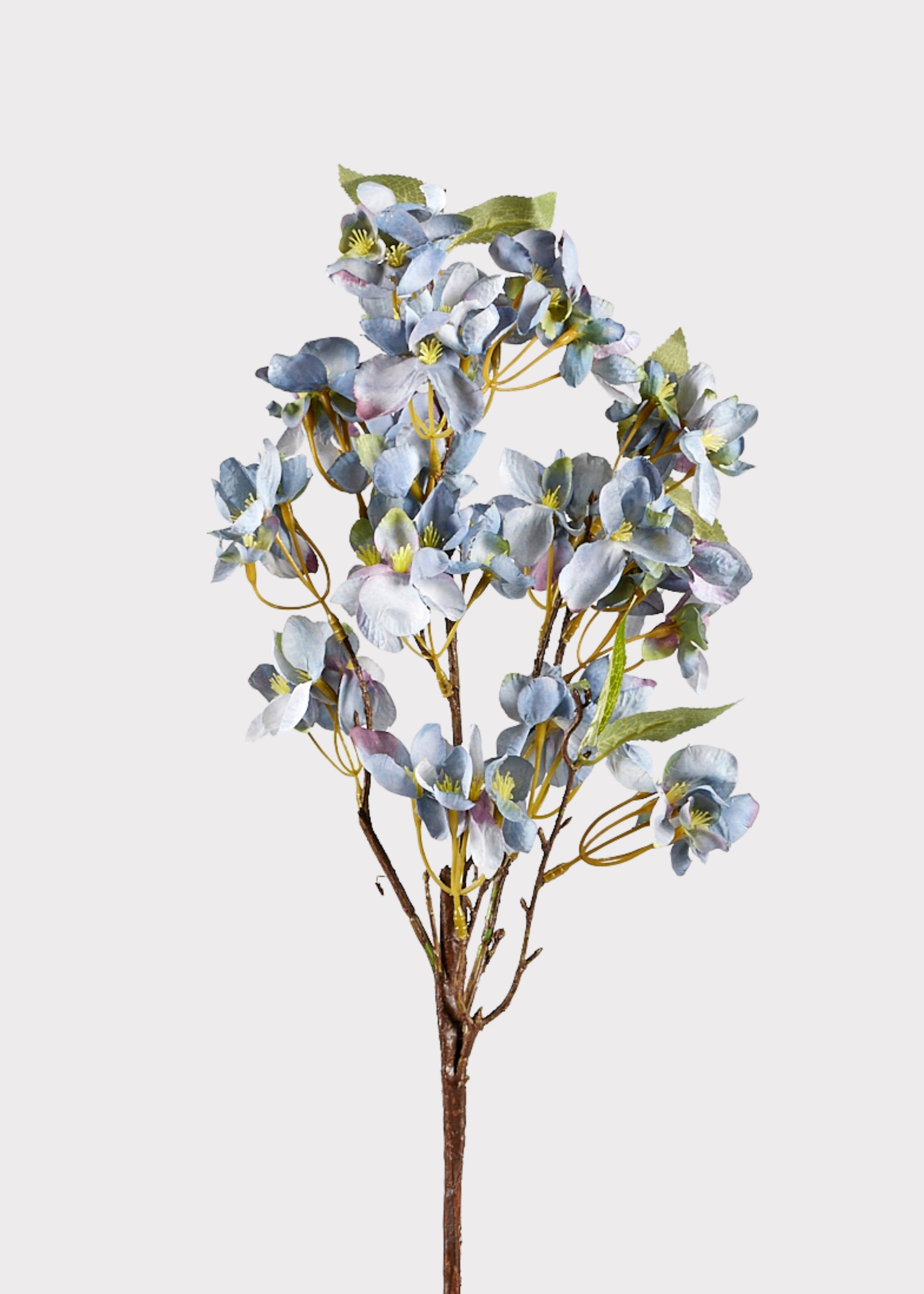 Dried Look Apple Blossom Bloom