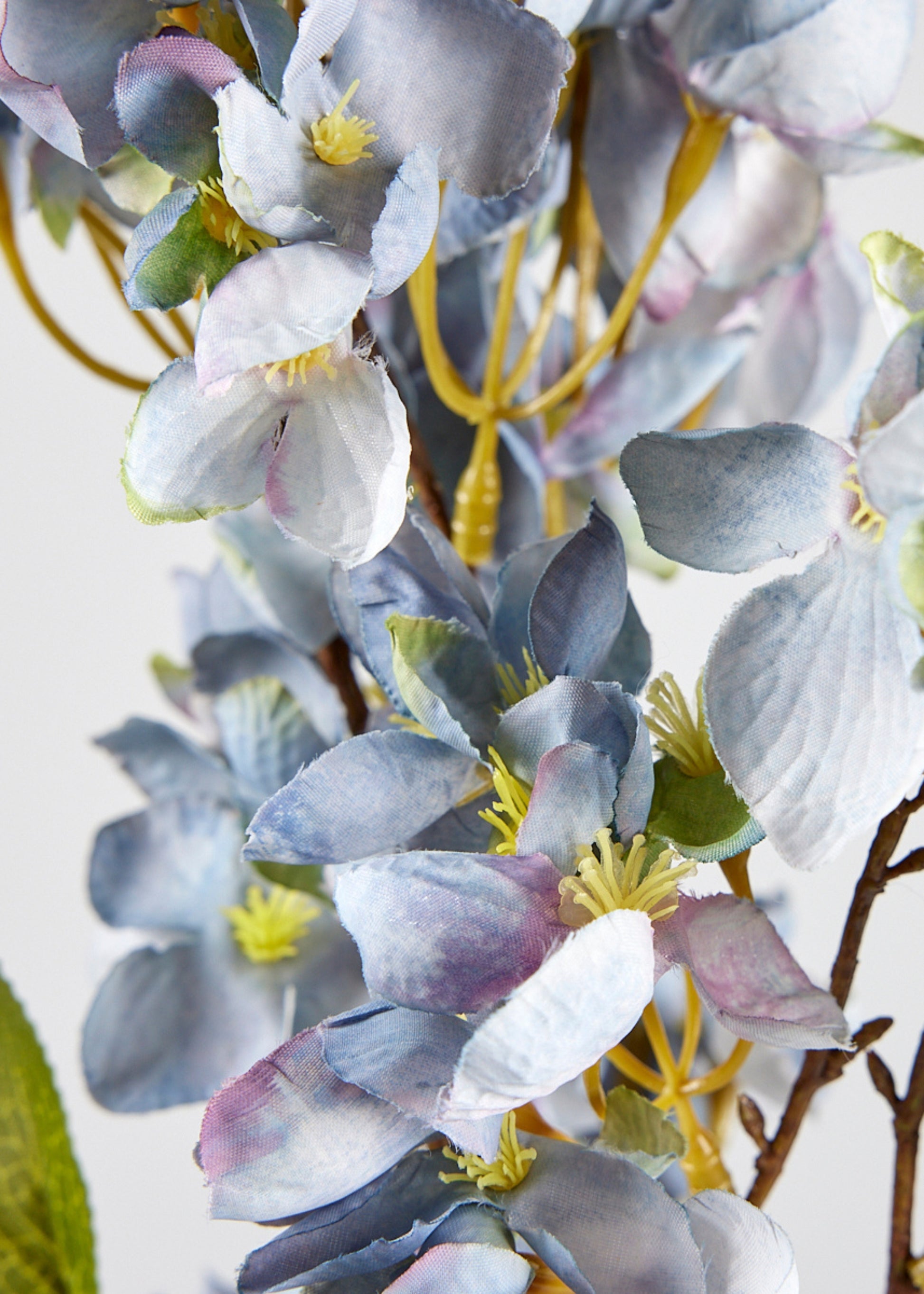 Close-up of a Dried Look Apple Blossom Bloom