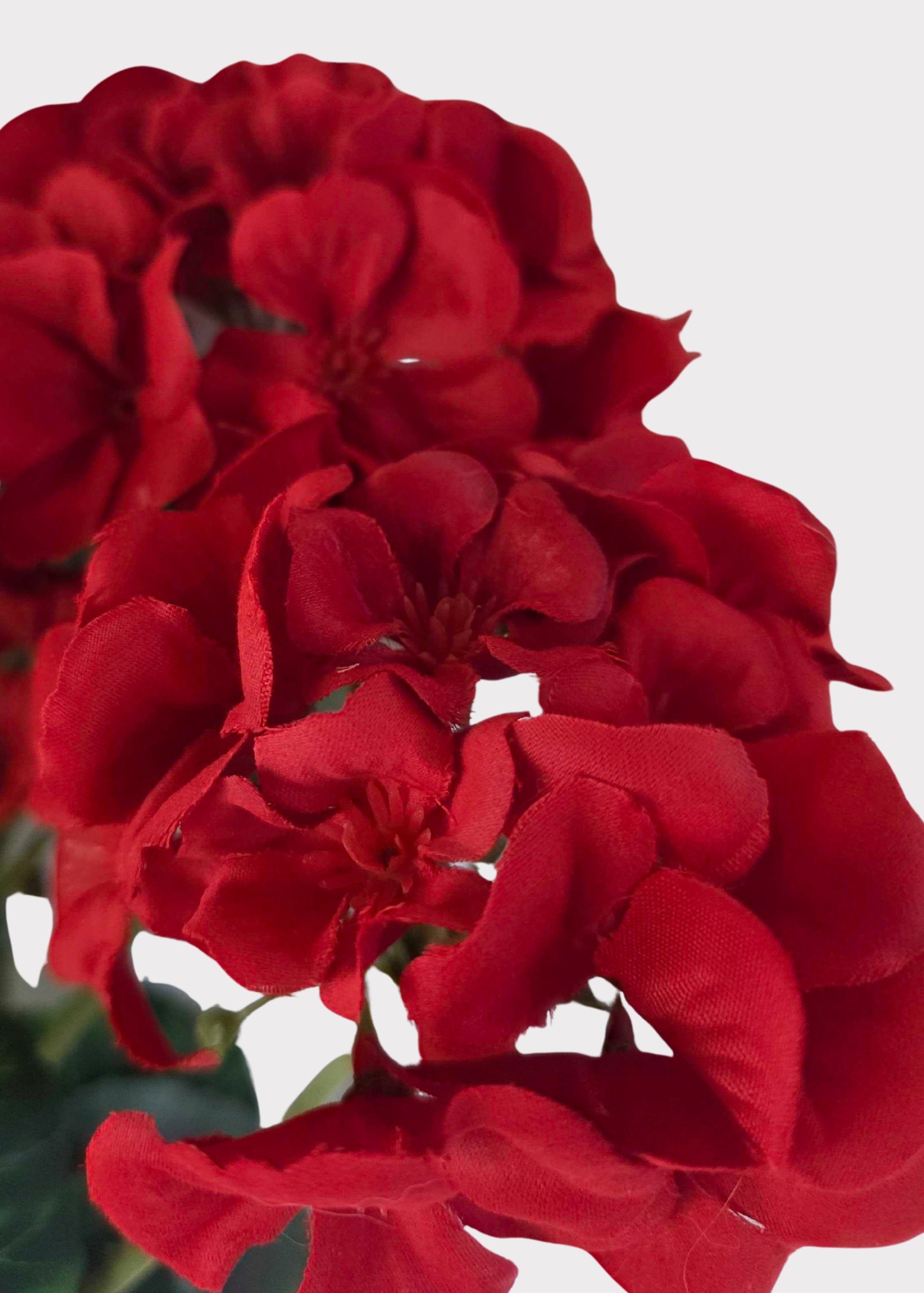 Close-up of vibrant red Geraniums