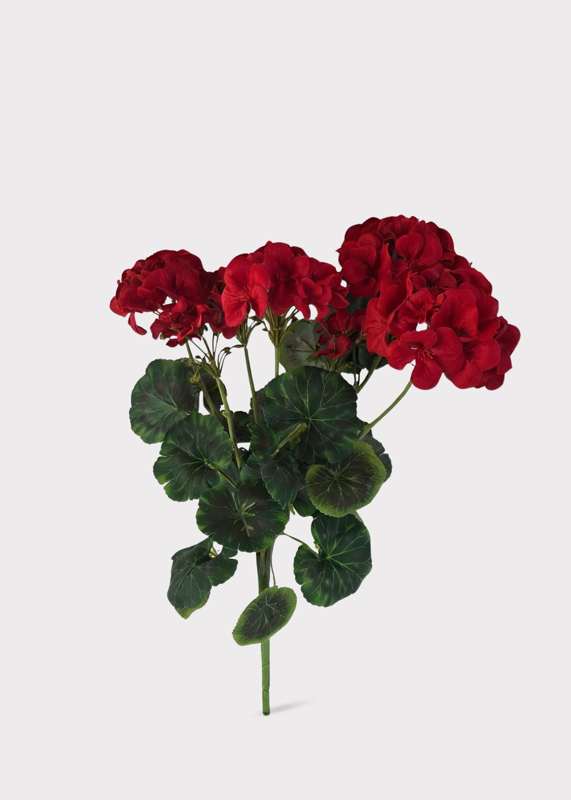 Geranium Flower Bush in Red