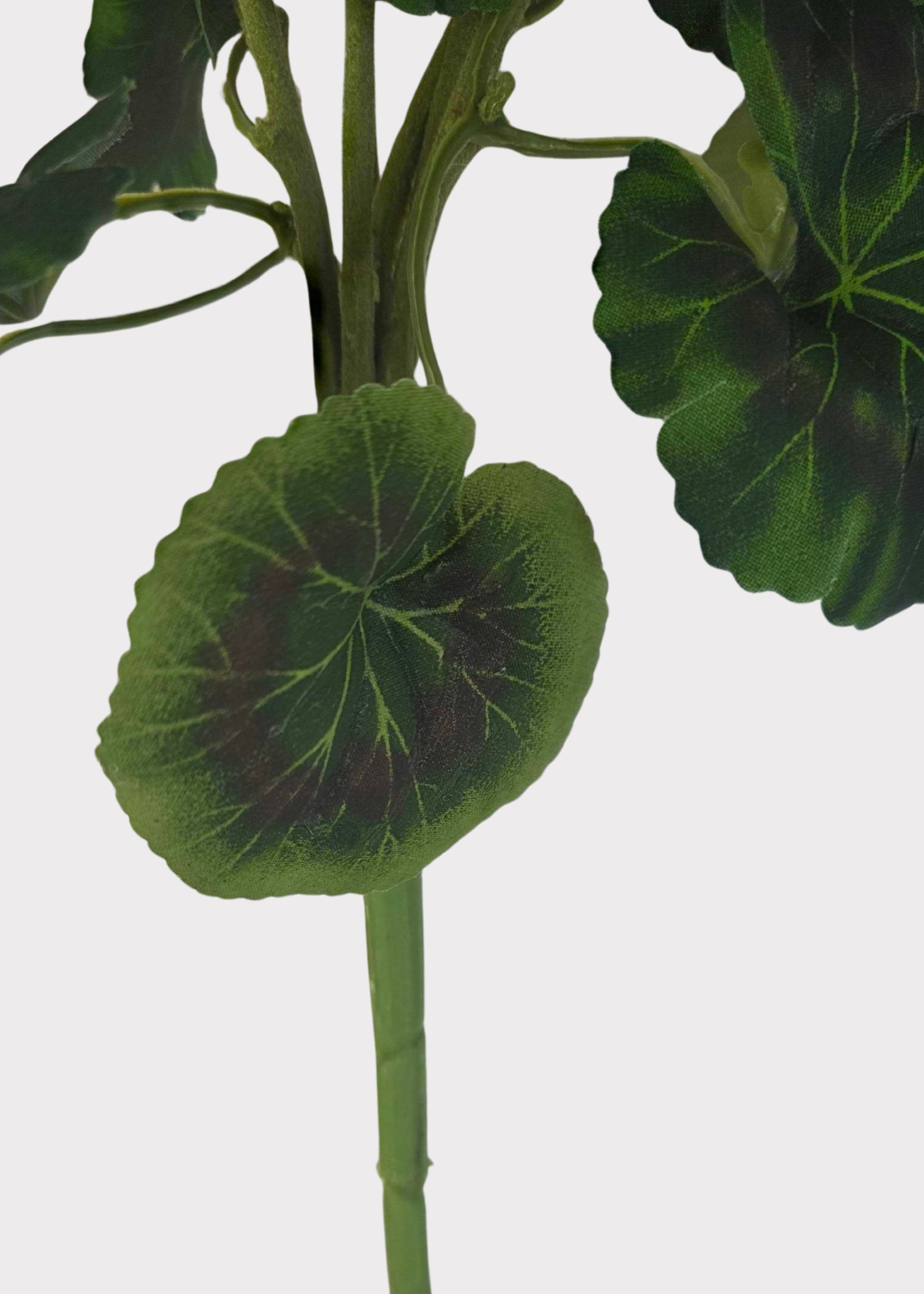 Close-up of green leaves 