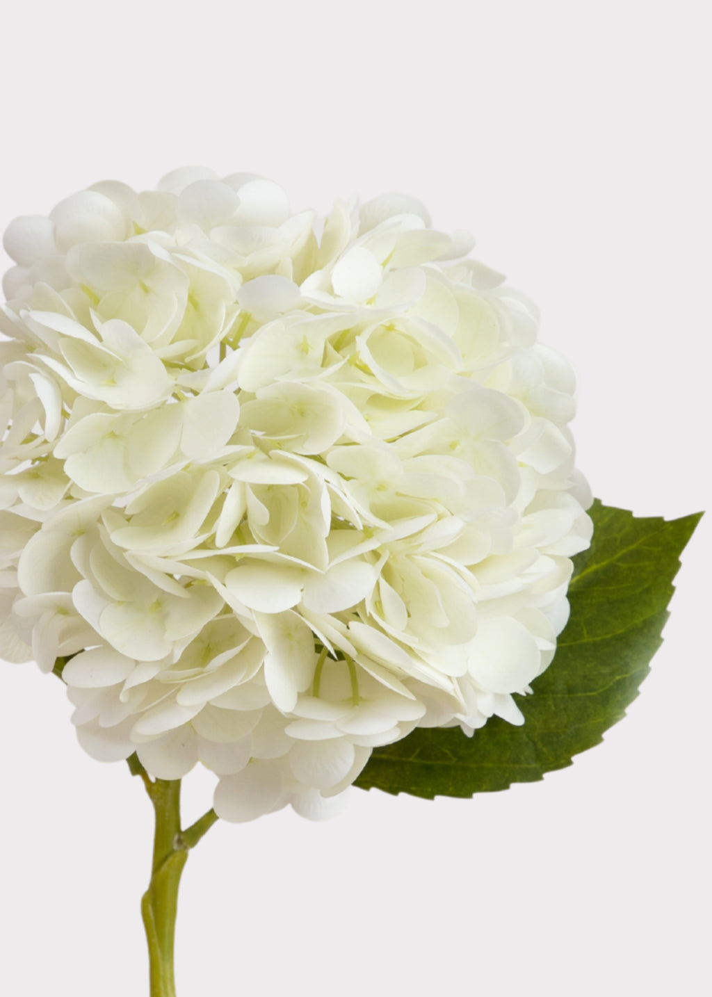 Close-up of Cream White Hydrangea