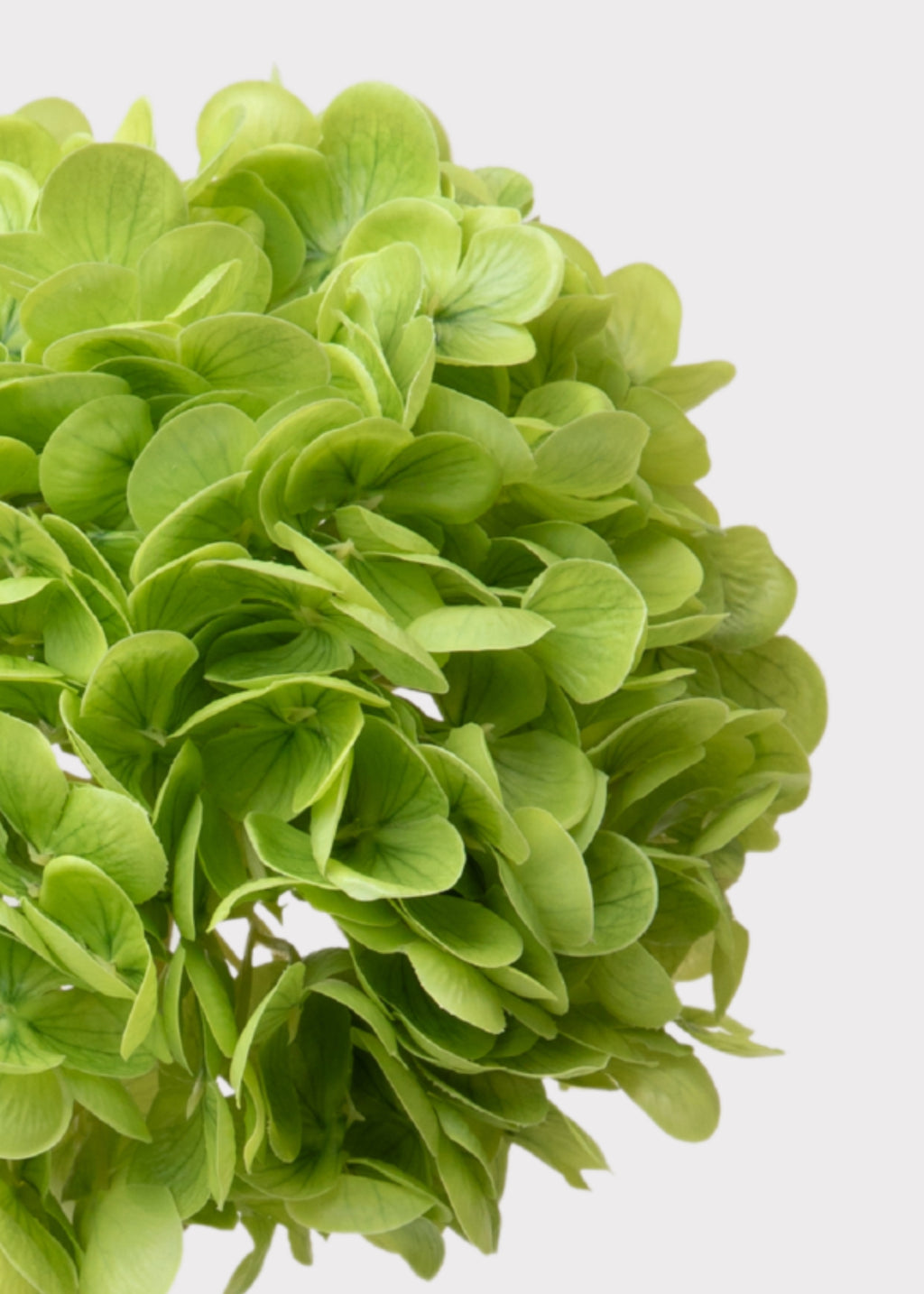 Close-up of Green Fake Hydrangea