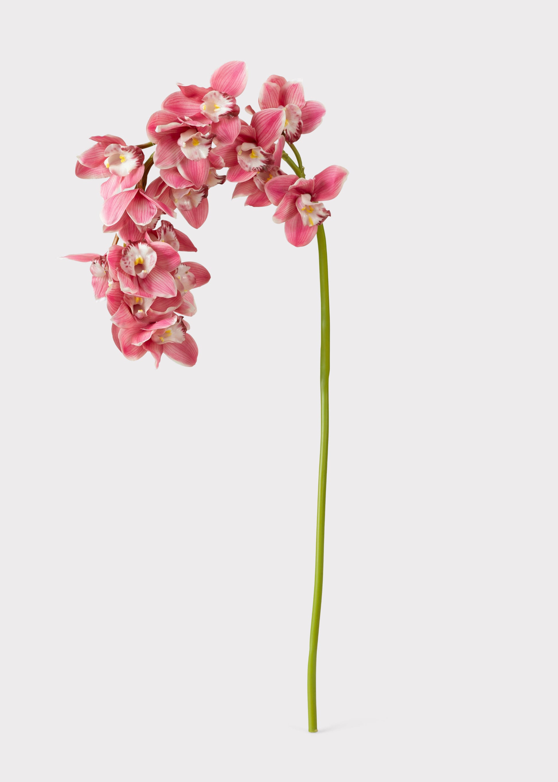 Natural Touch Cymbidium Orchid in Pink