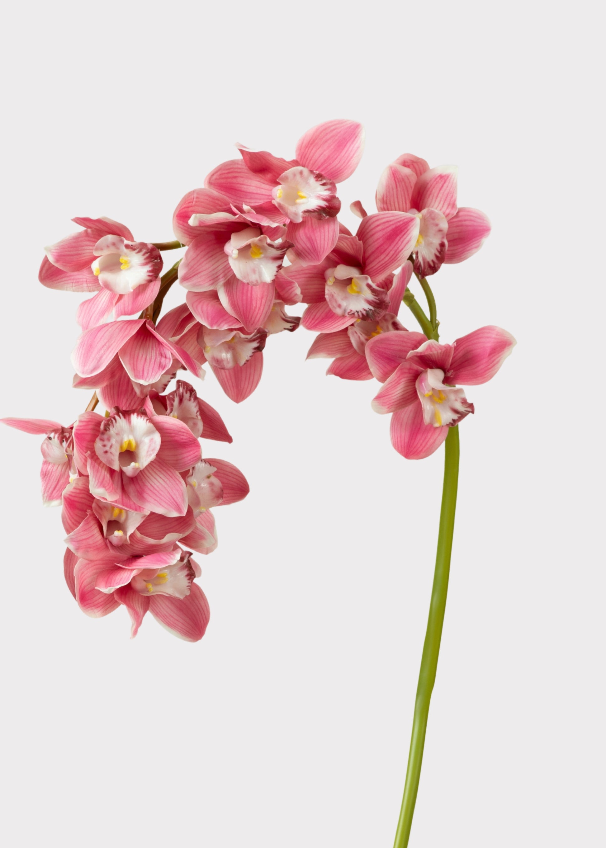 Pink Large Natural Touch Cymbidium Orchid 
