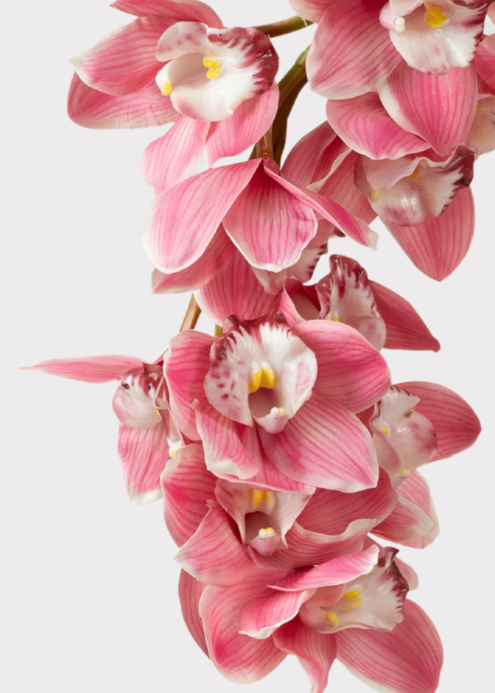Close-up of a Pink Large Natural Touch Cymbidium Orchid 