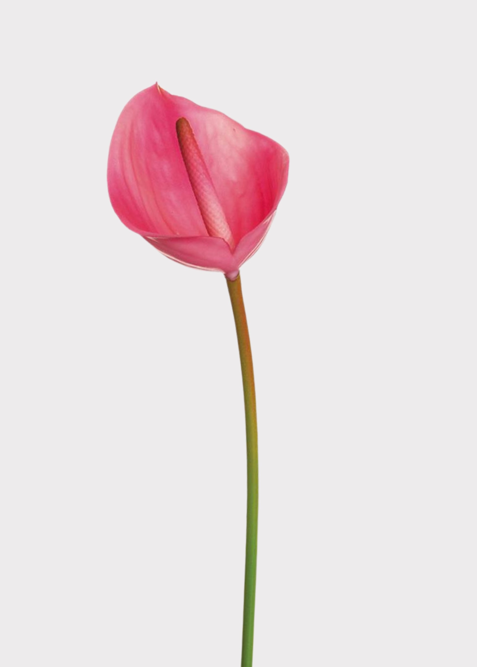 Pink real touch anthurium spray with glossy heart shaped bloom