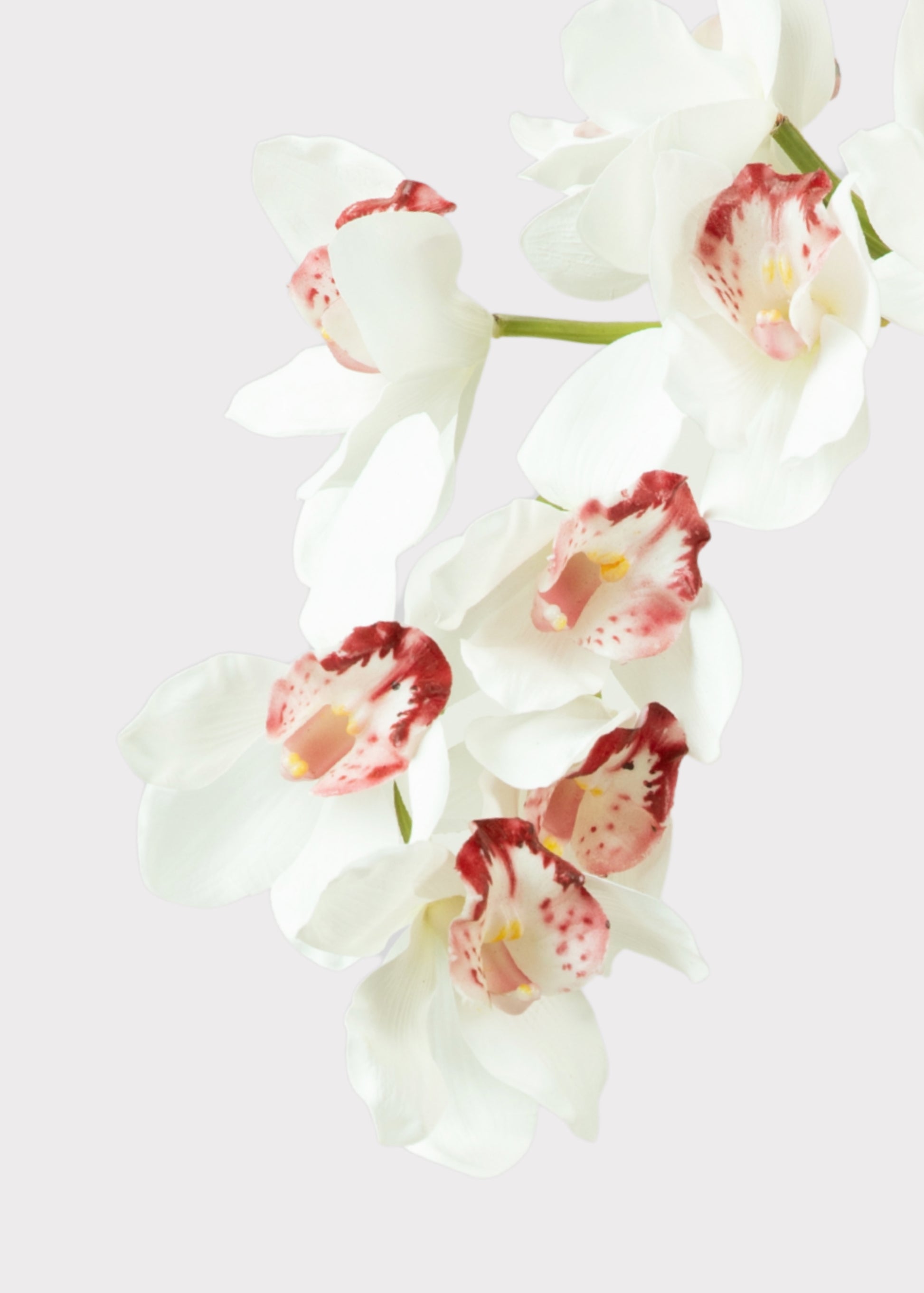 Close-up of a Large Natural Touch Cymbidium Orchid