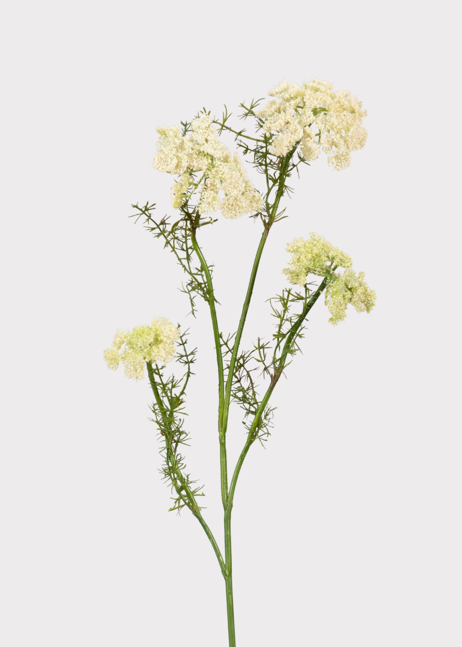 Faux Dill 