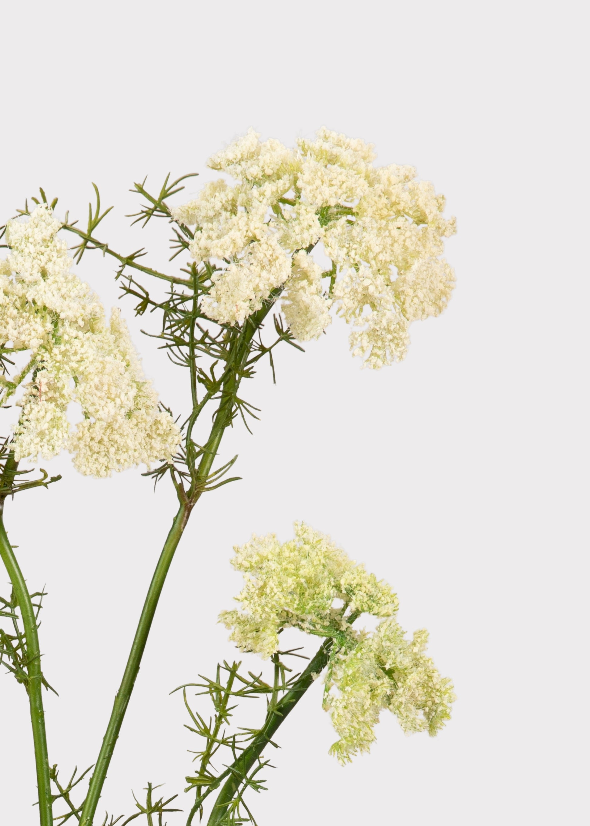 Close-up of Faux Dill 