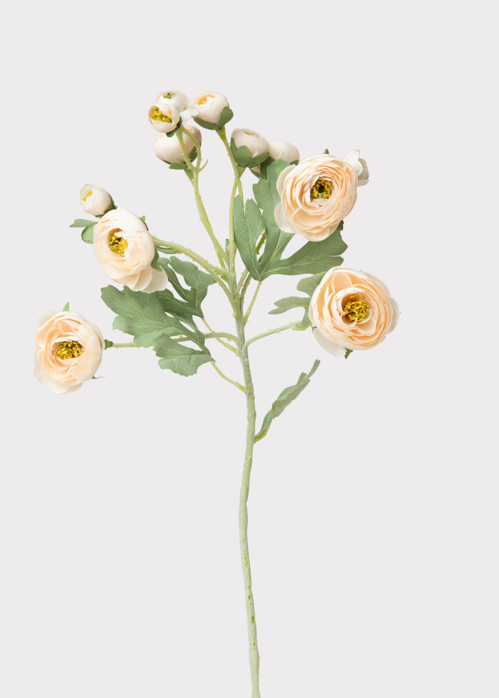 Blush Ranunculus Stem