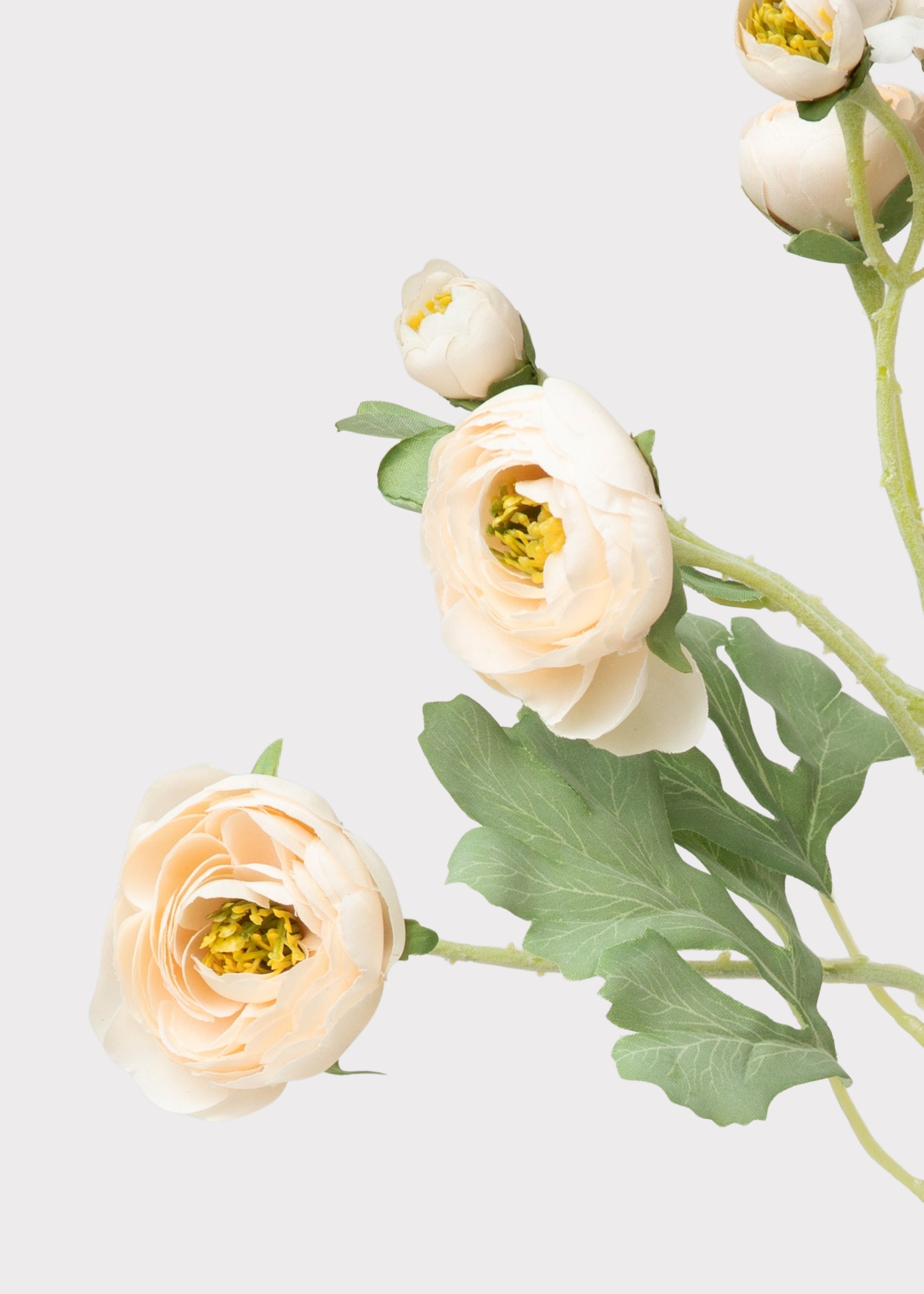 Ranunculus Flowers in Blush