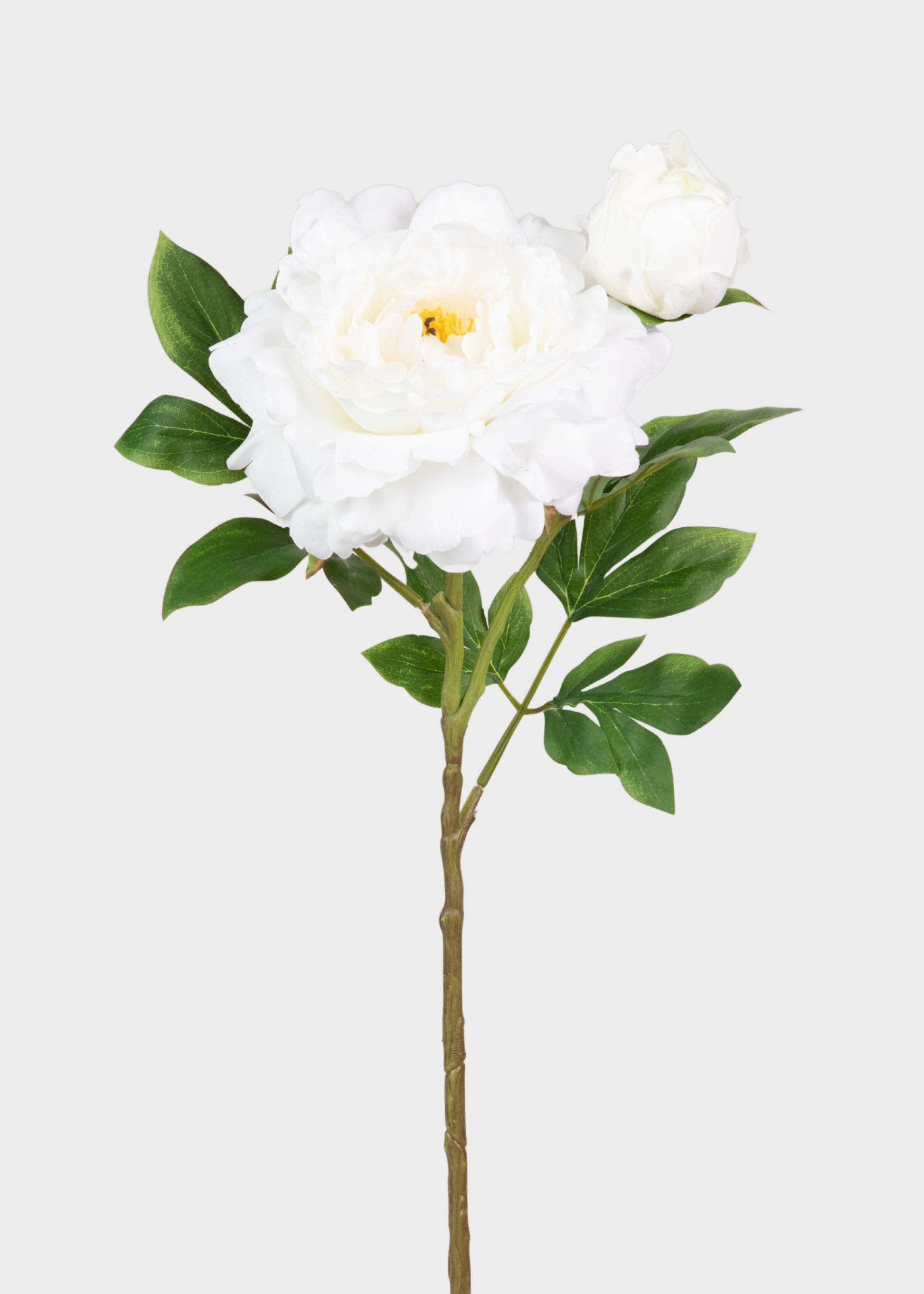 Deluxe White Queen Garden Peony 