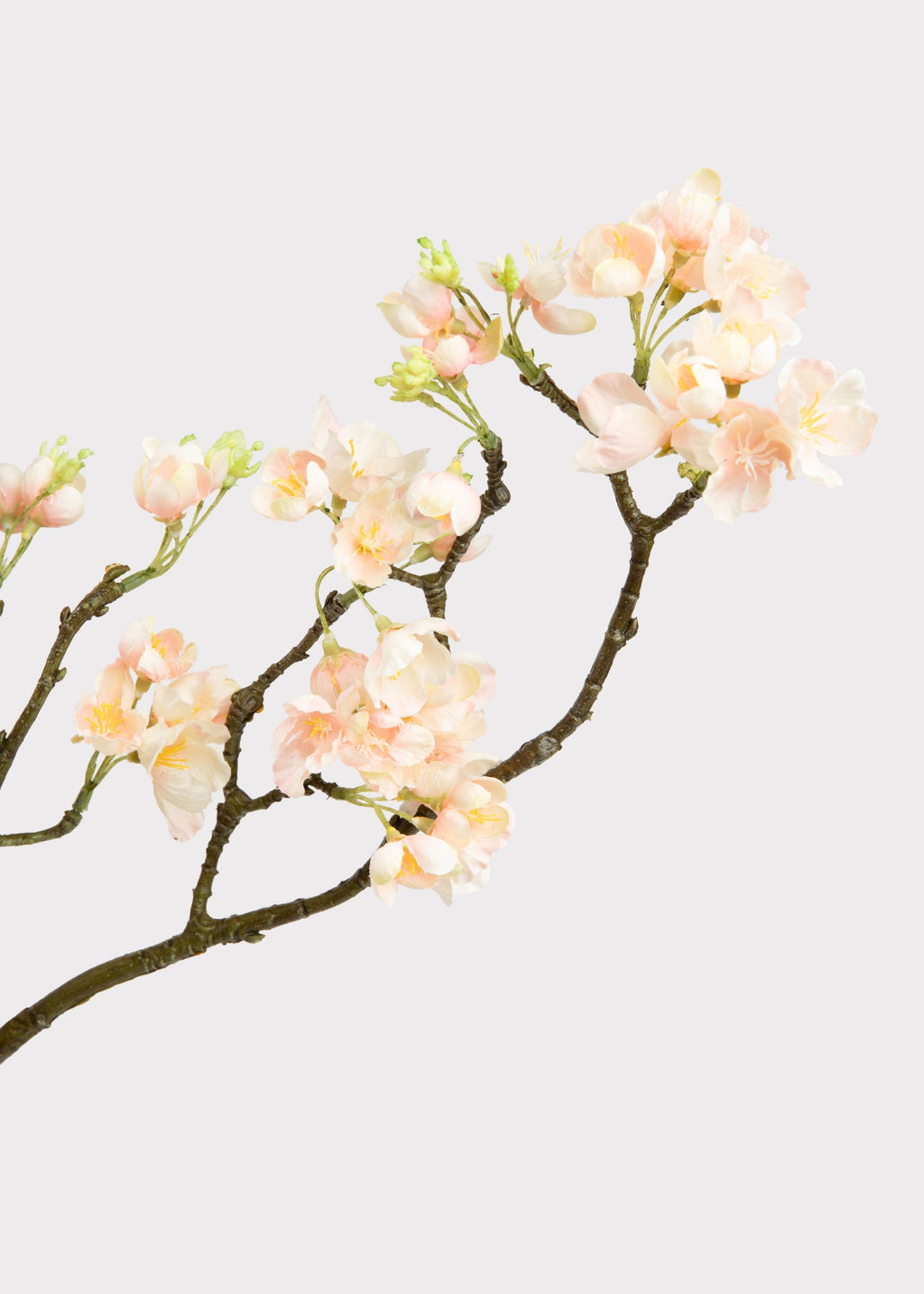 Close-up of Apple Blossom Branch