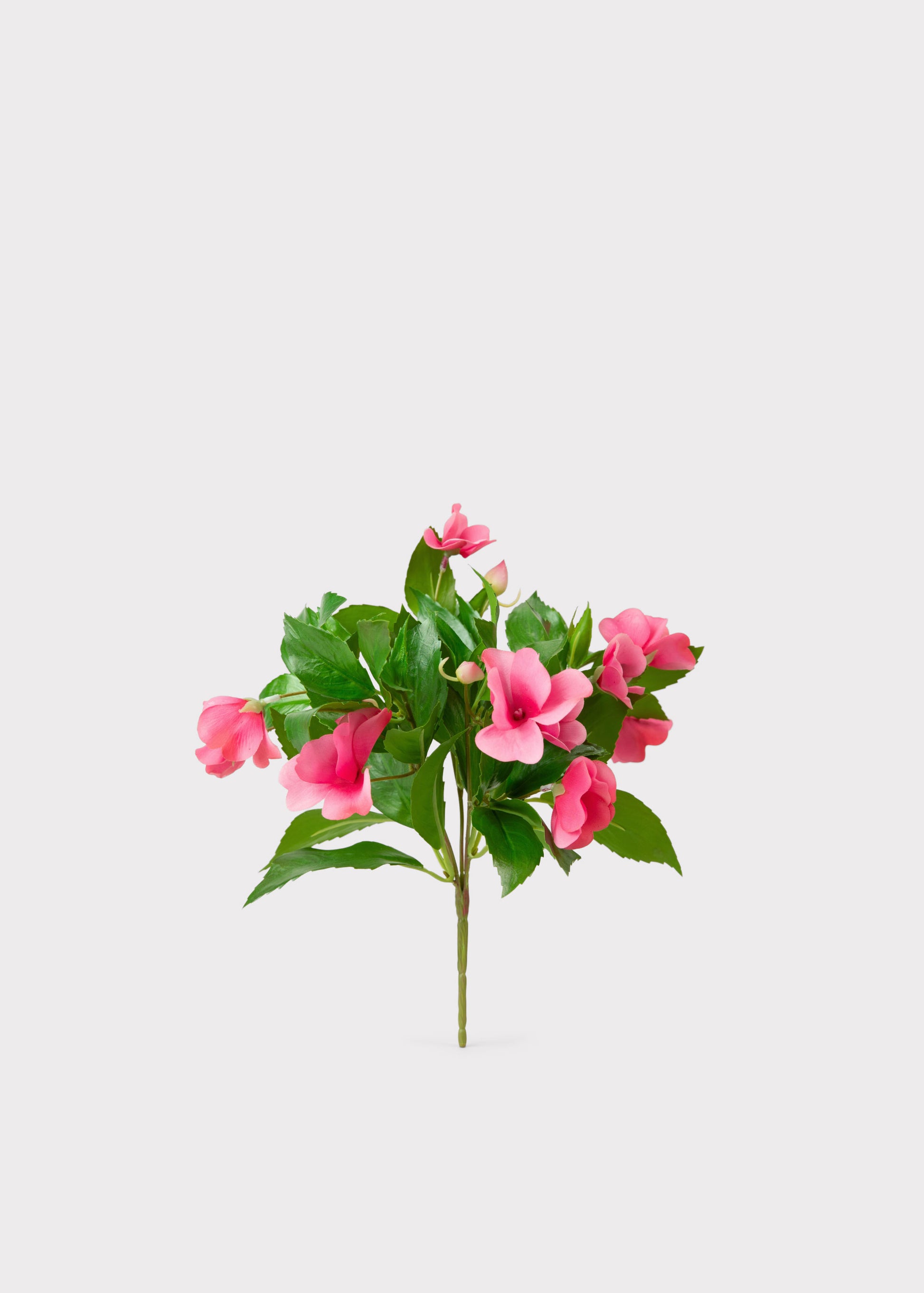 Pink Natural Touch Impatiens 