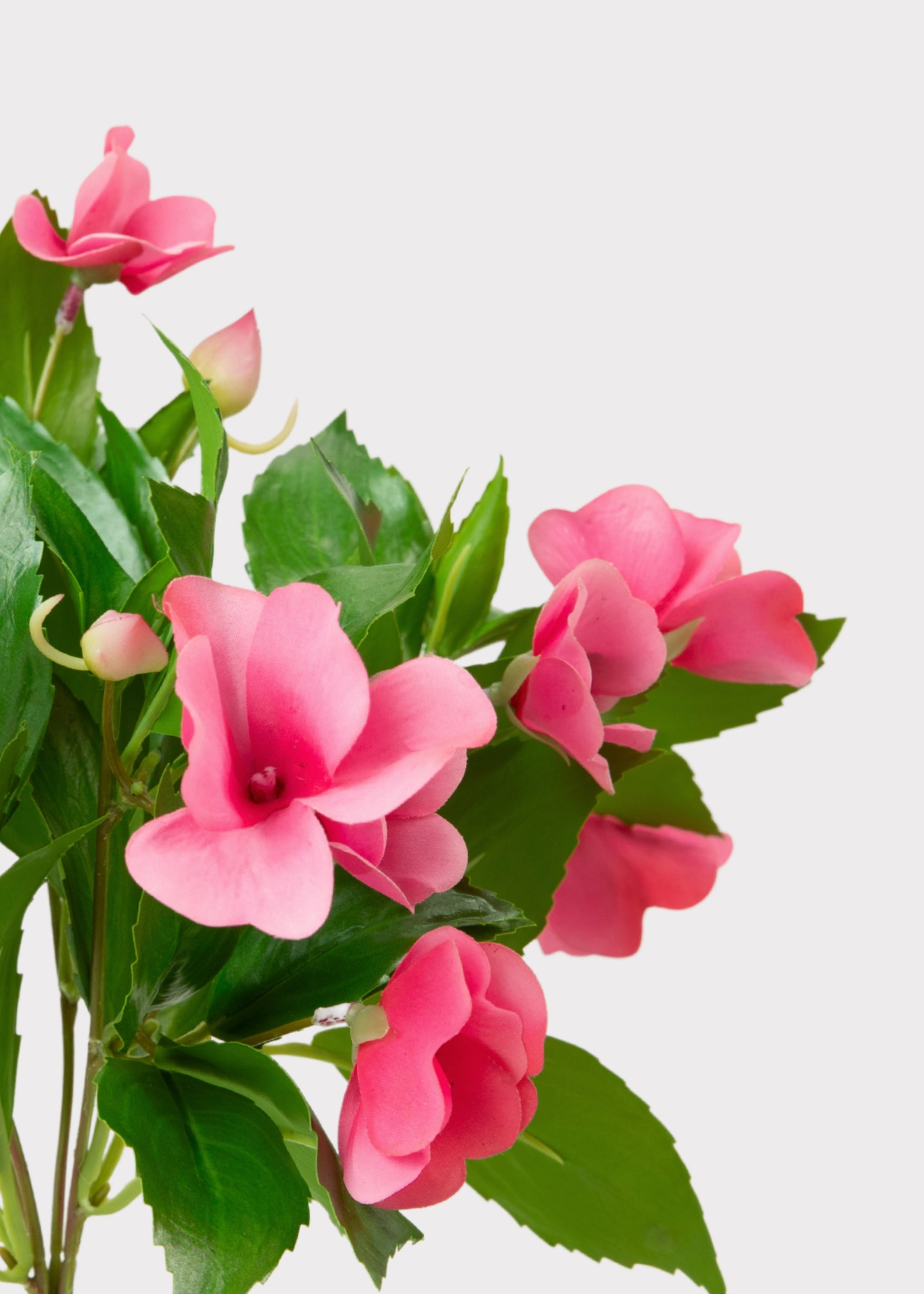 Close-up of Pink Impatiens 