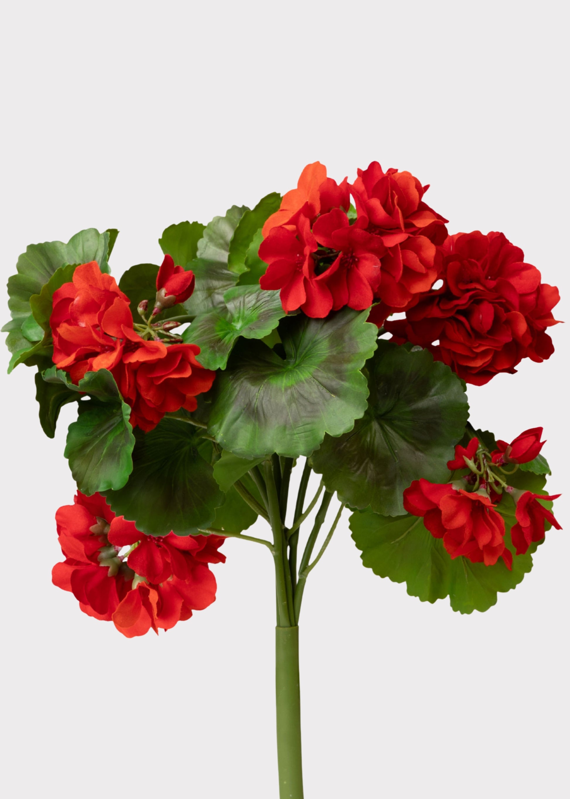 UV Resistant Red Geraniums