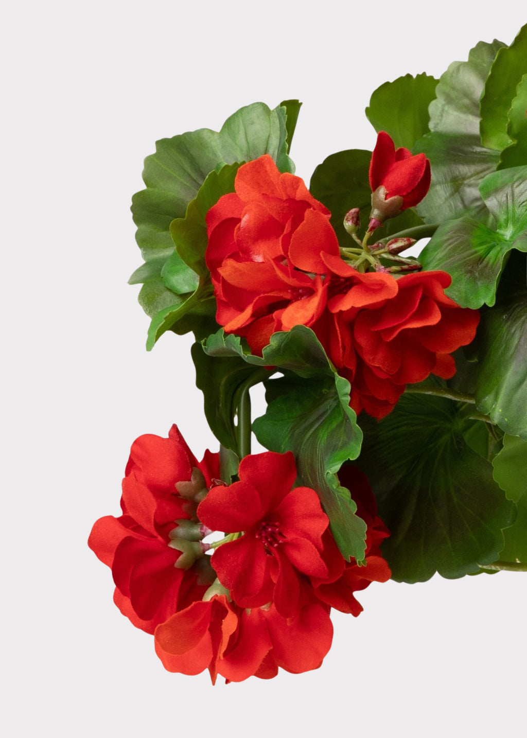 Close-up of Red Fake Geranium Flowers