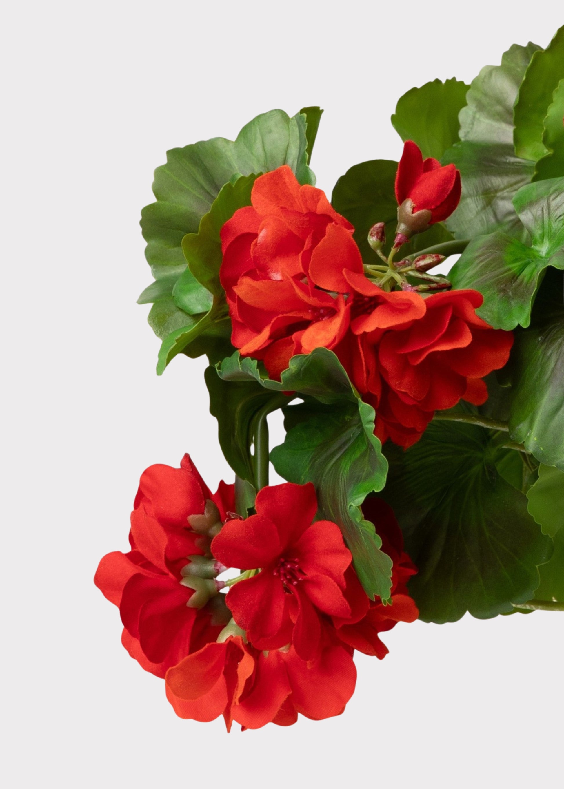Close-up of Red Fake Geranium Flowers