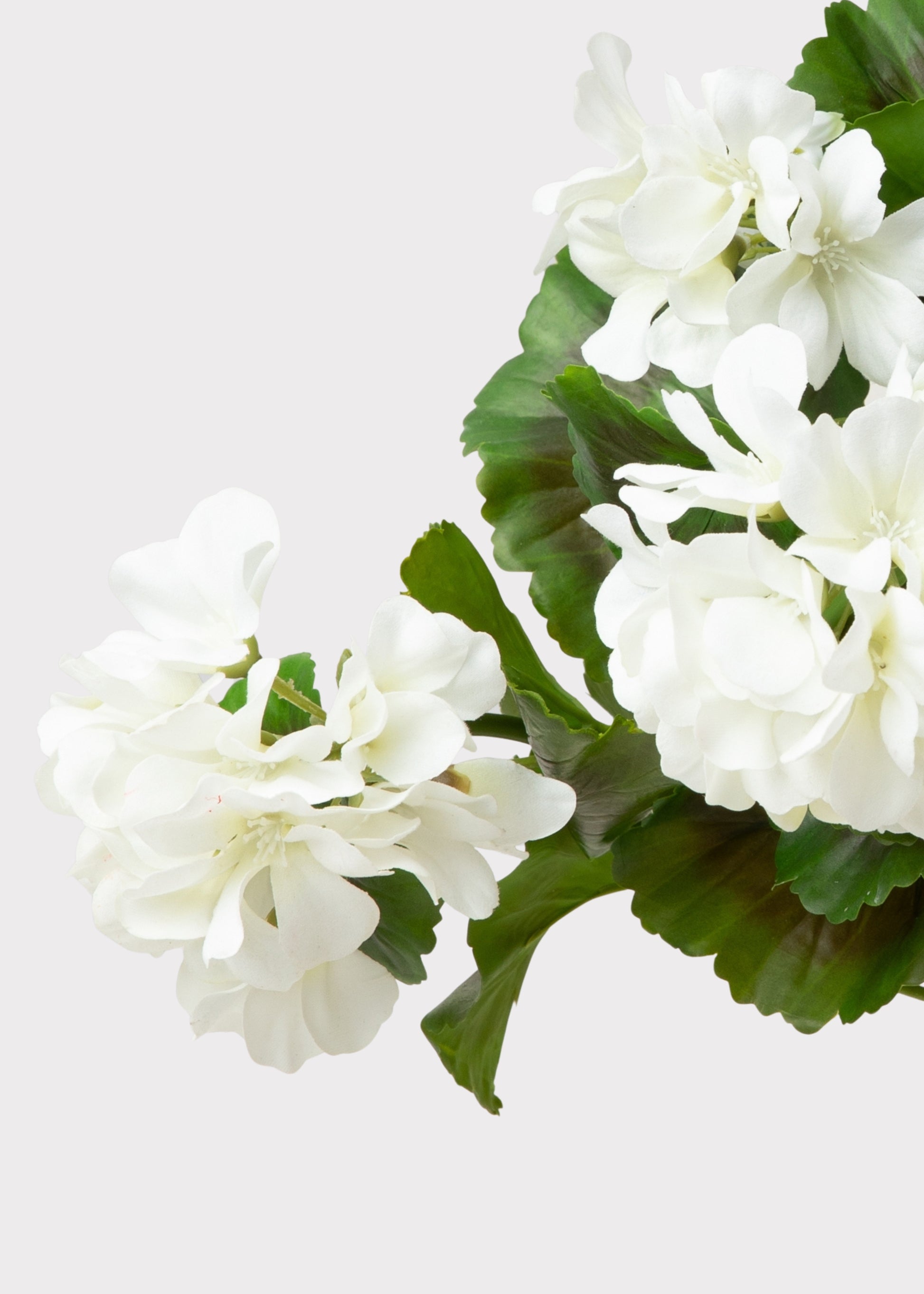 Close-up of a White Faux Geranium