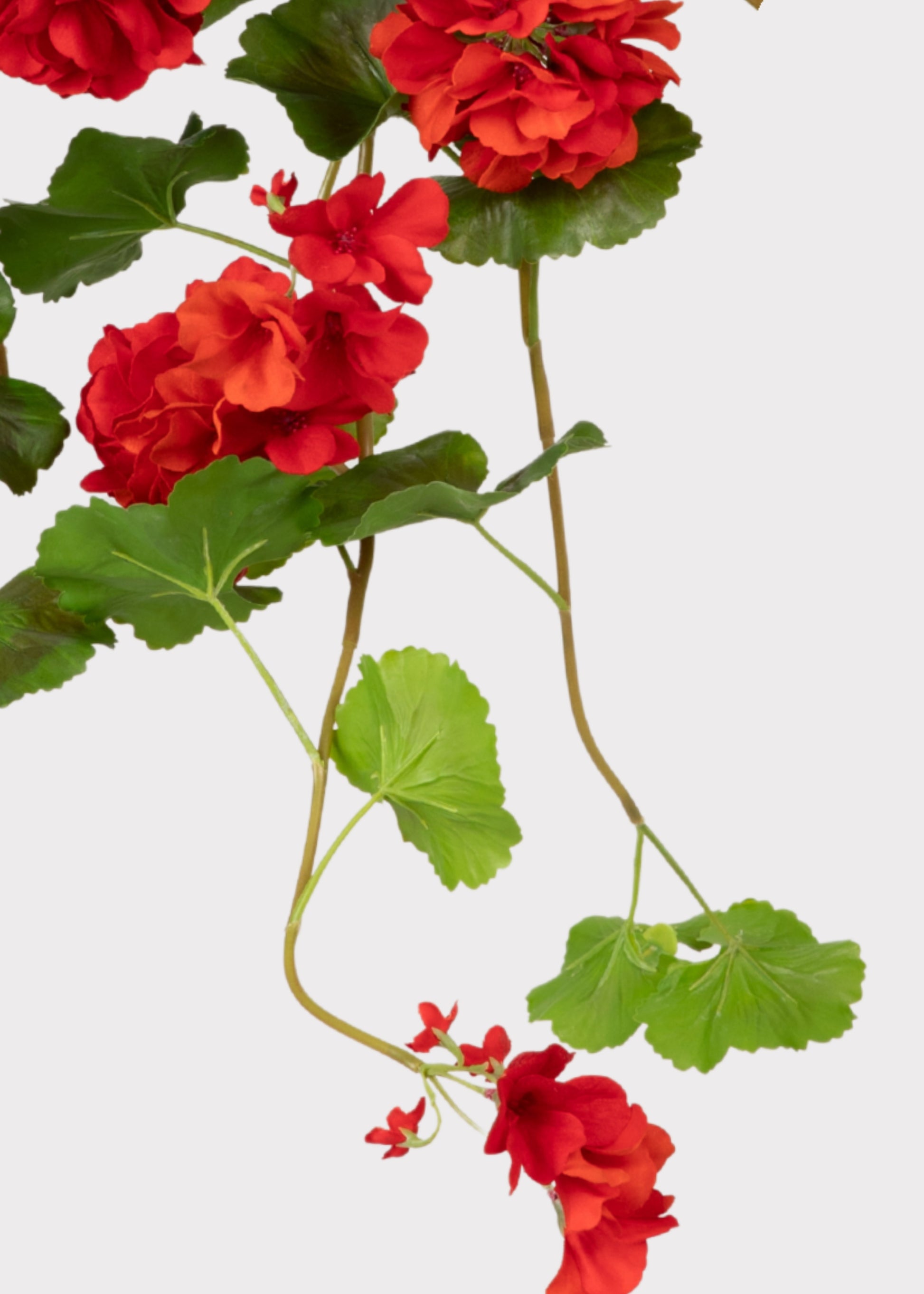 hanging red geraniums