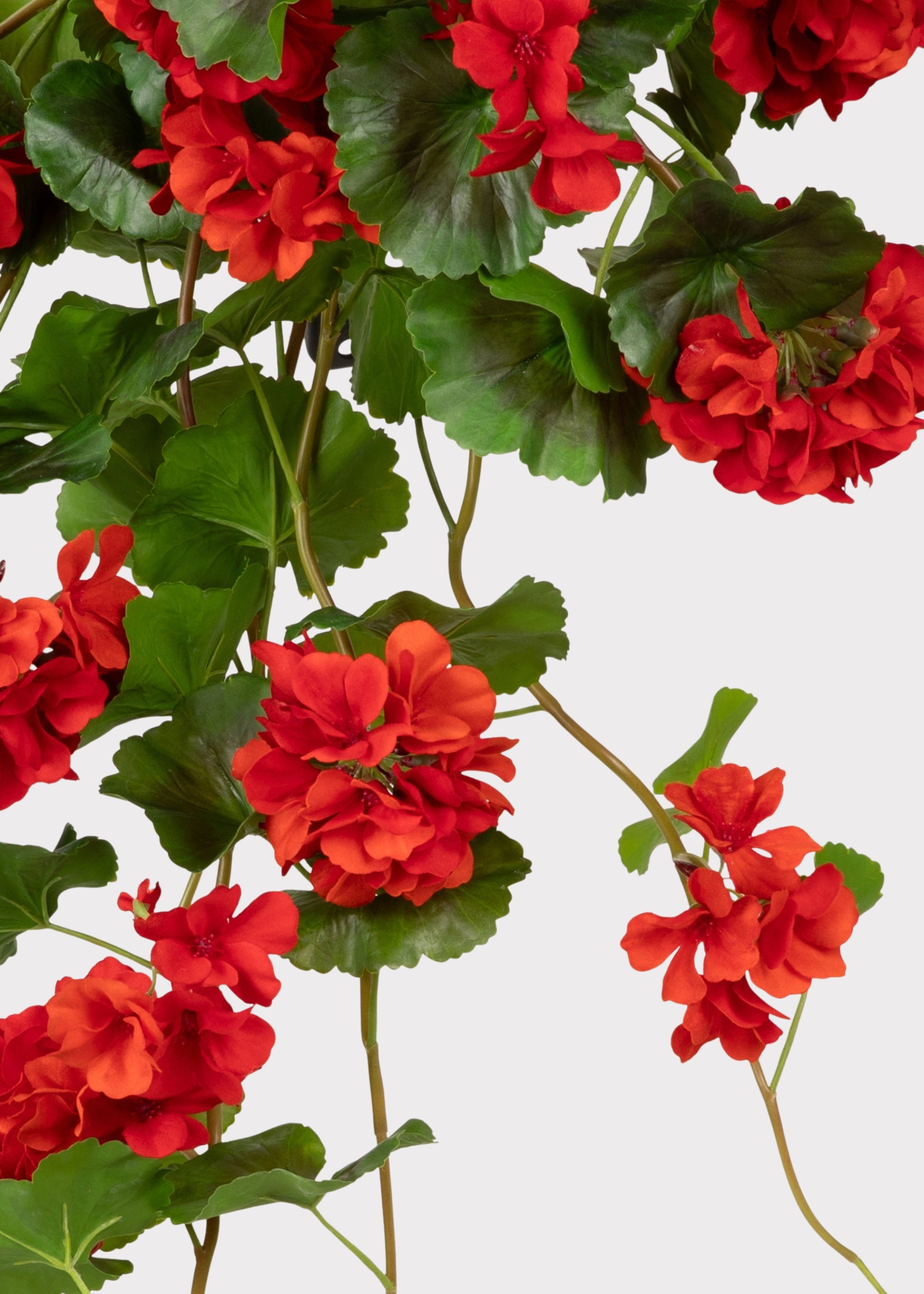 Hanging Red Geranium